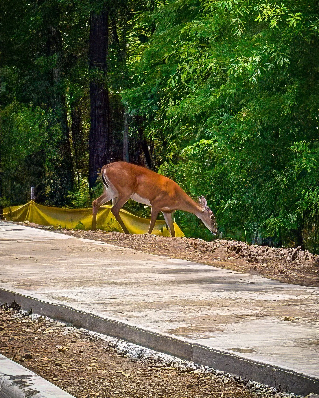White-Tailed Deer