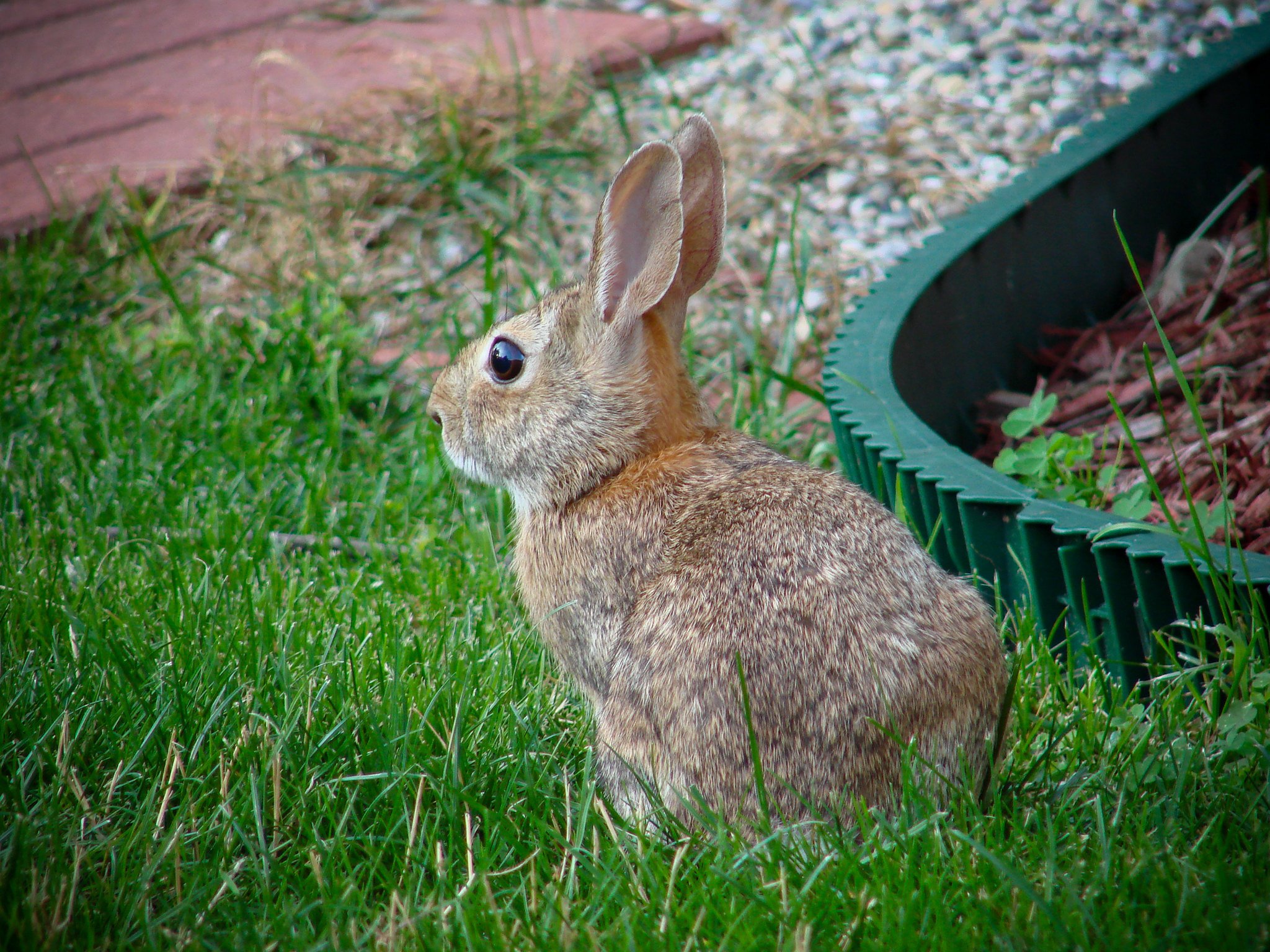Eastern Cottontail