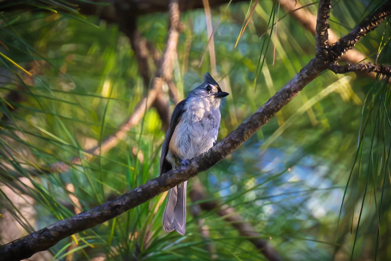 Tufted titmouse