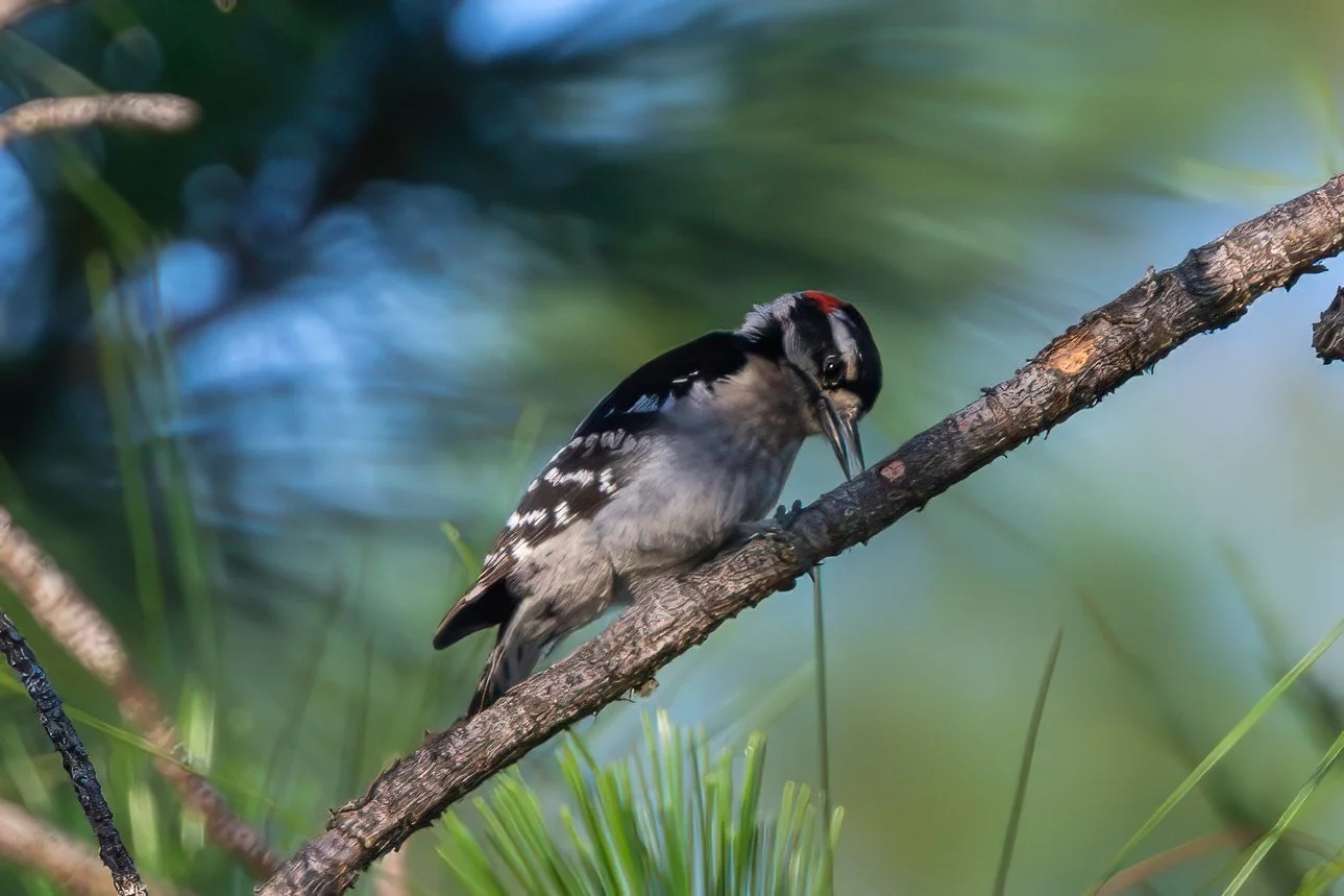 Downy Woodpecker