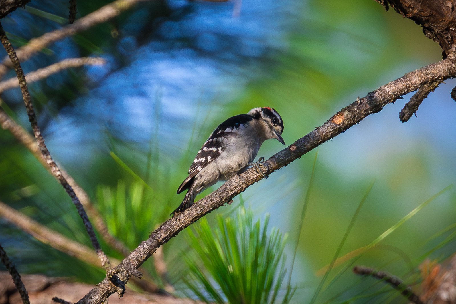 Downy Woodpecker