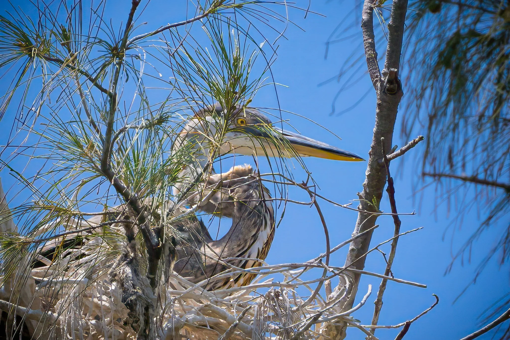 Great Blue Heron