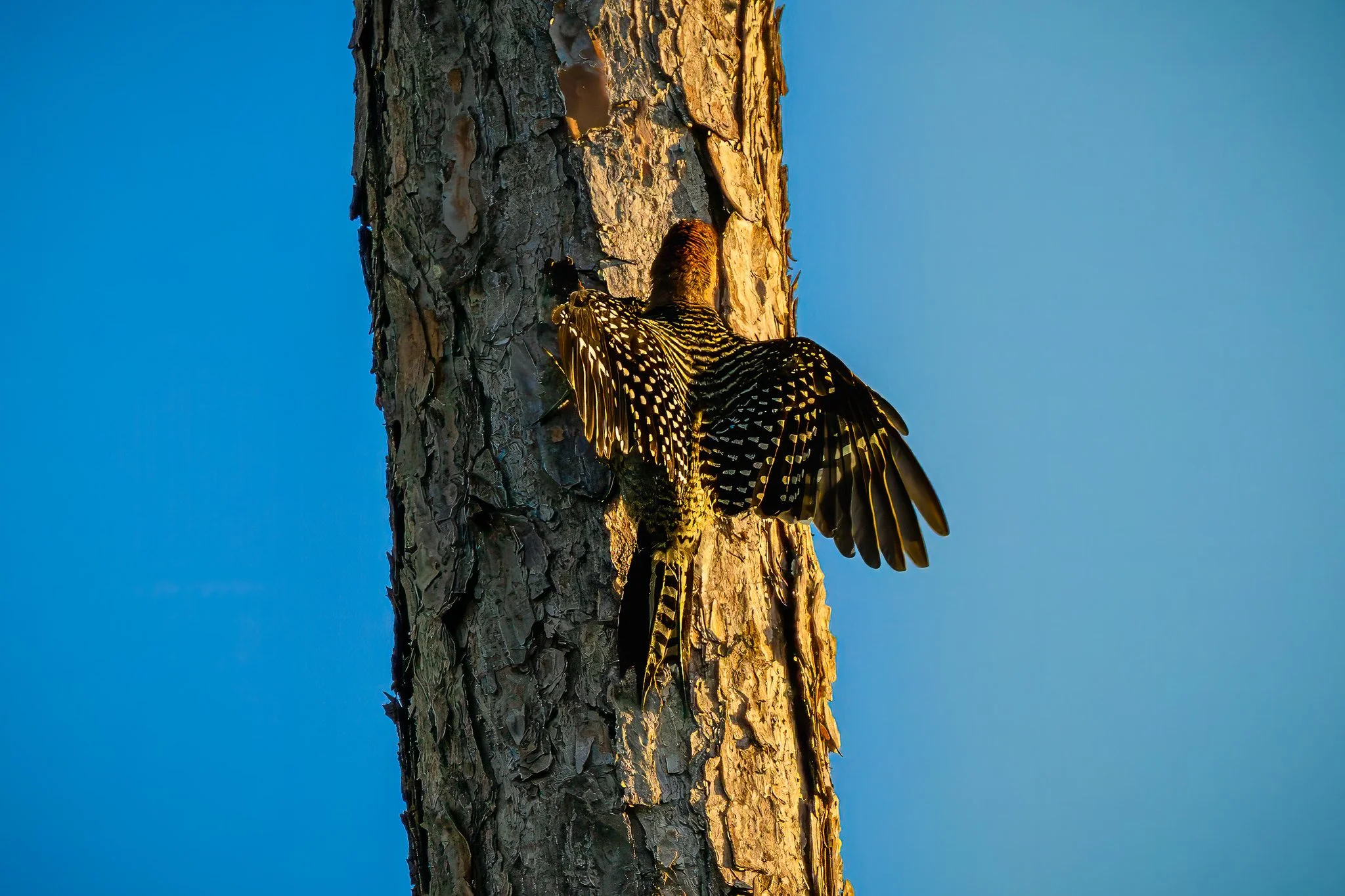 Red-bellied woodpecker