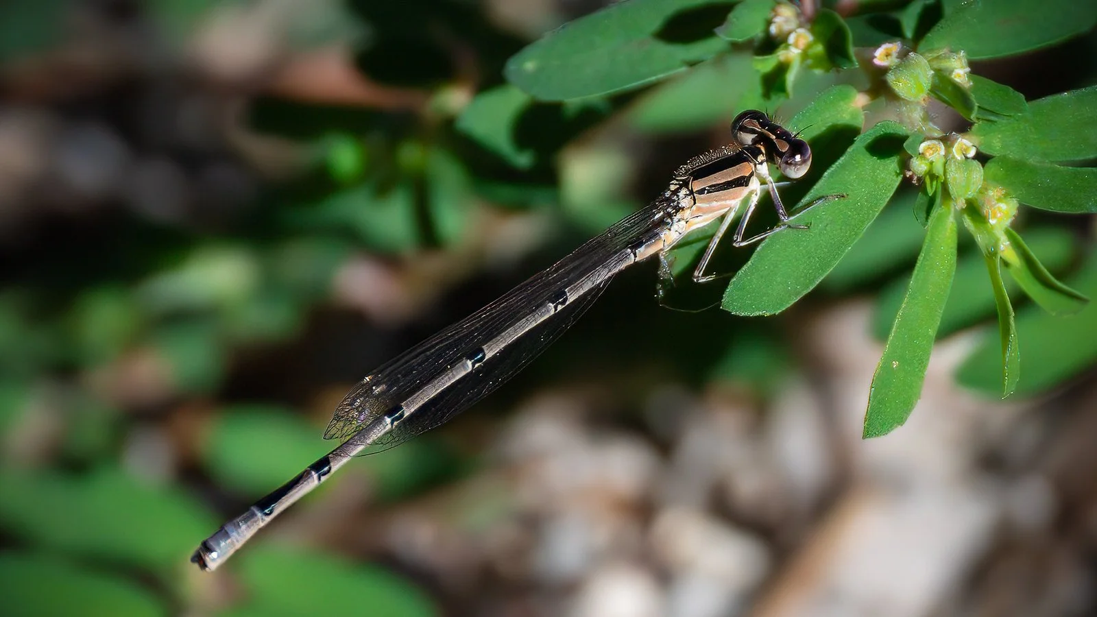 Florida Bluet