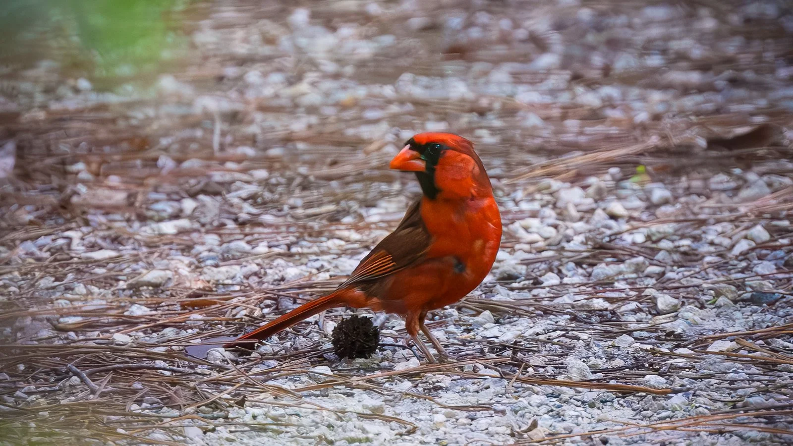 Northern Cardinal