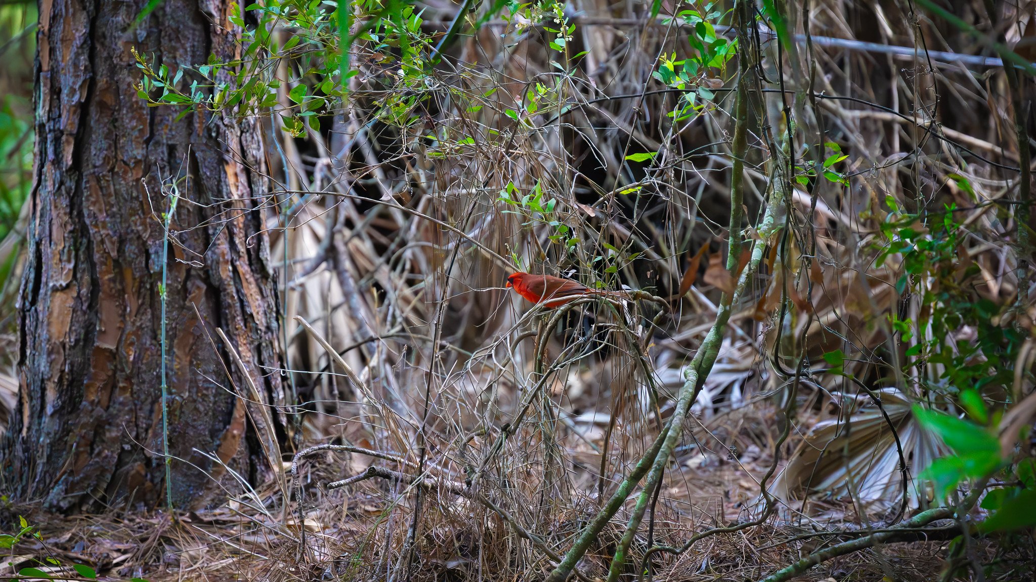 Northern Cardinal