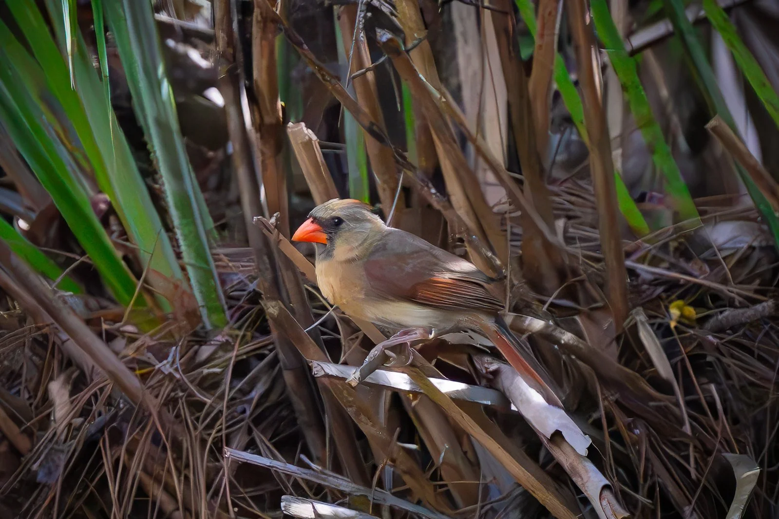 Northern Cardinal