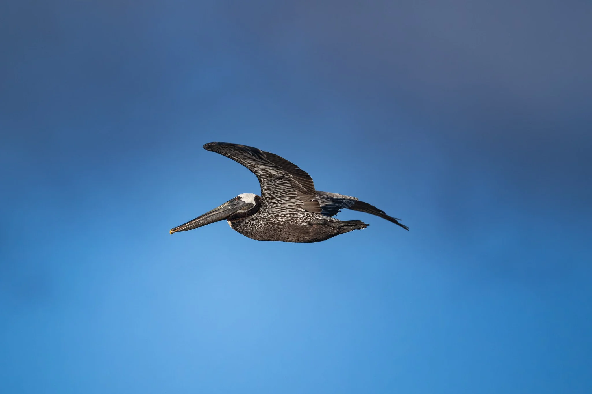 Brown Pelican