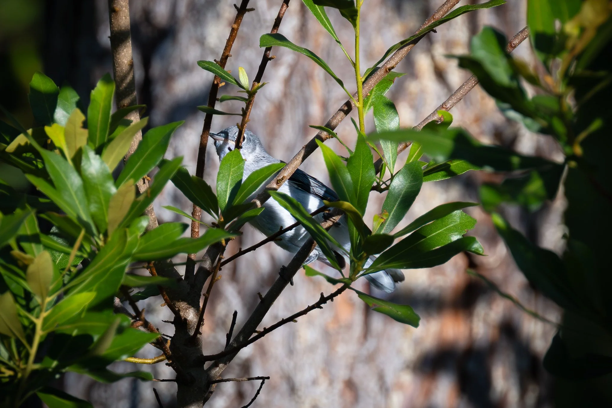 Blue-gray gnatcatcher