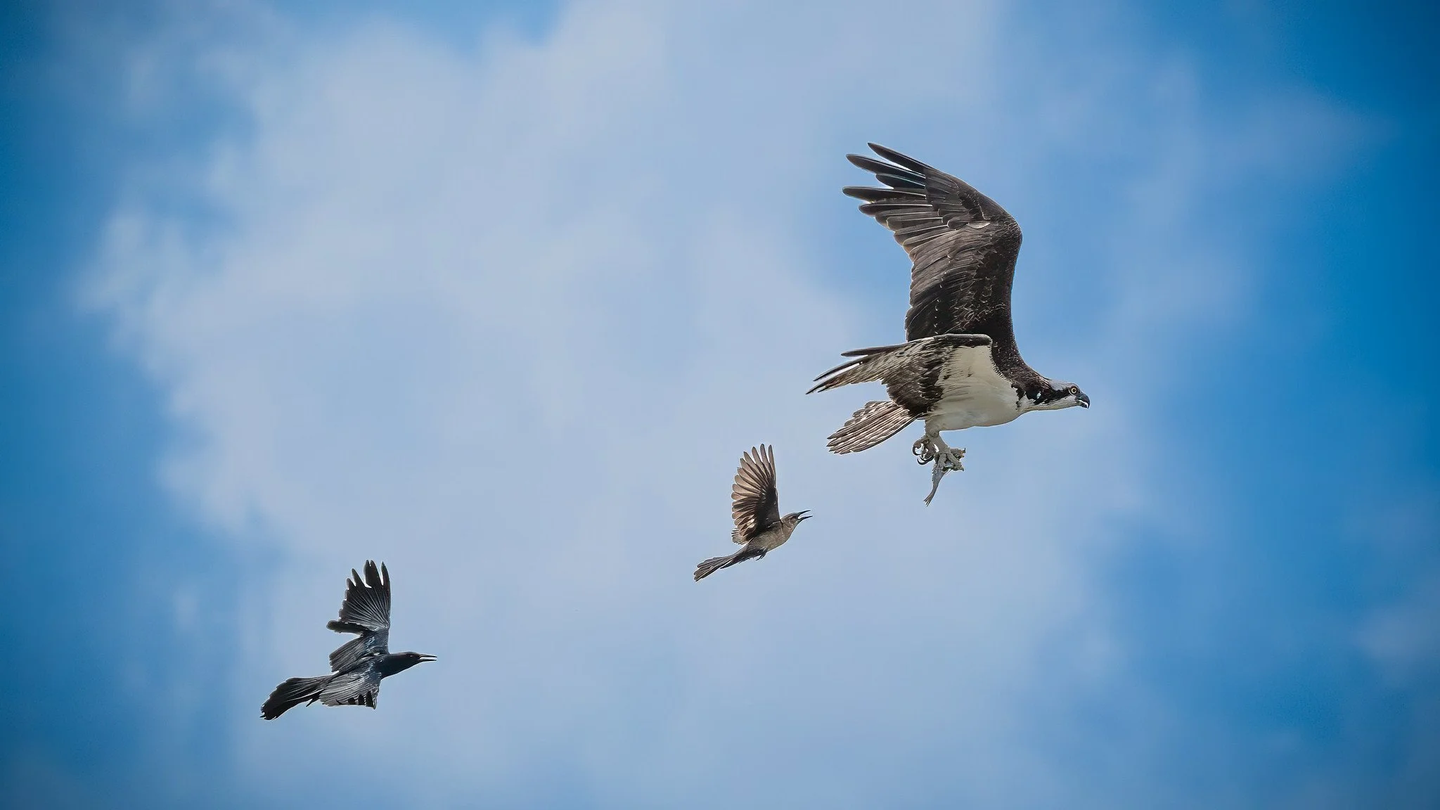 American Osprey & Boat-Tailed Grackle