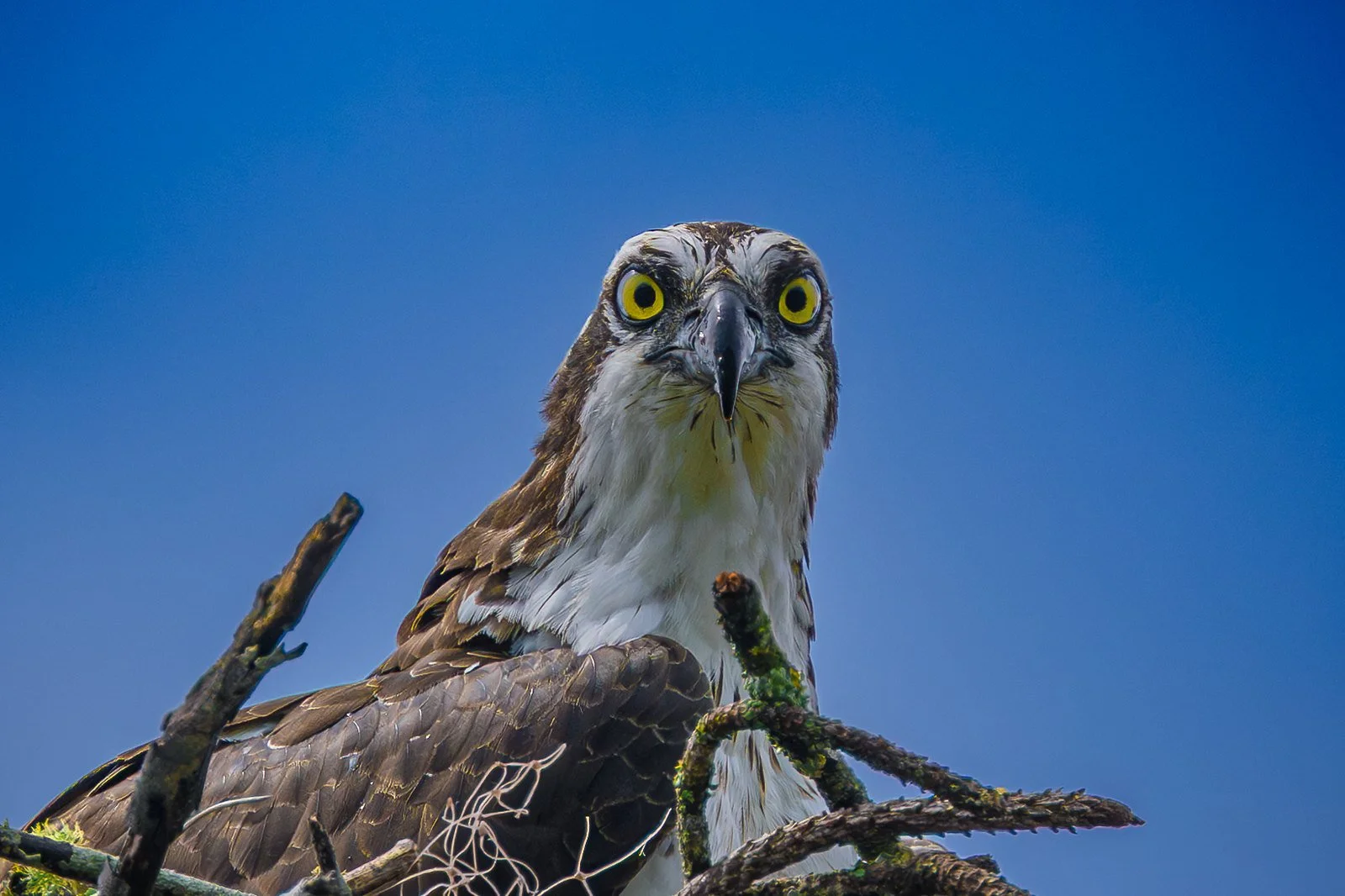 American Osprey