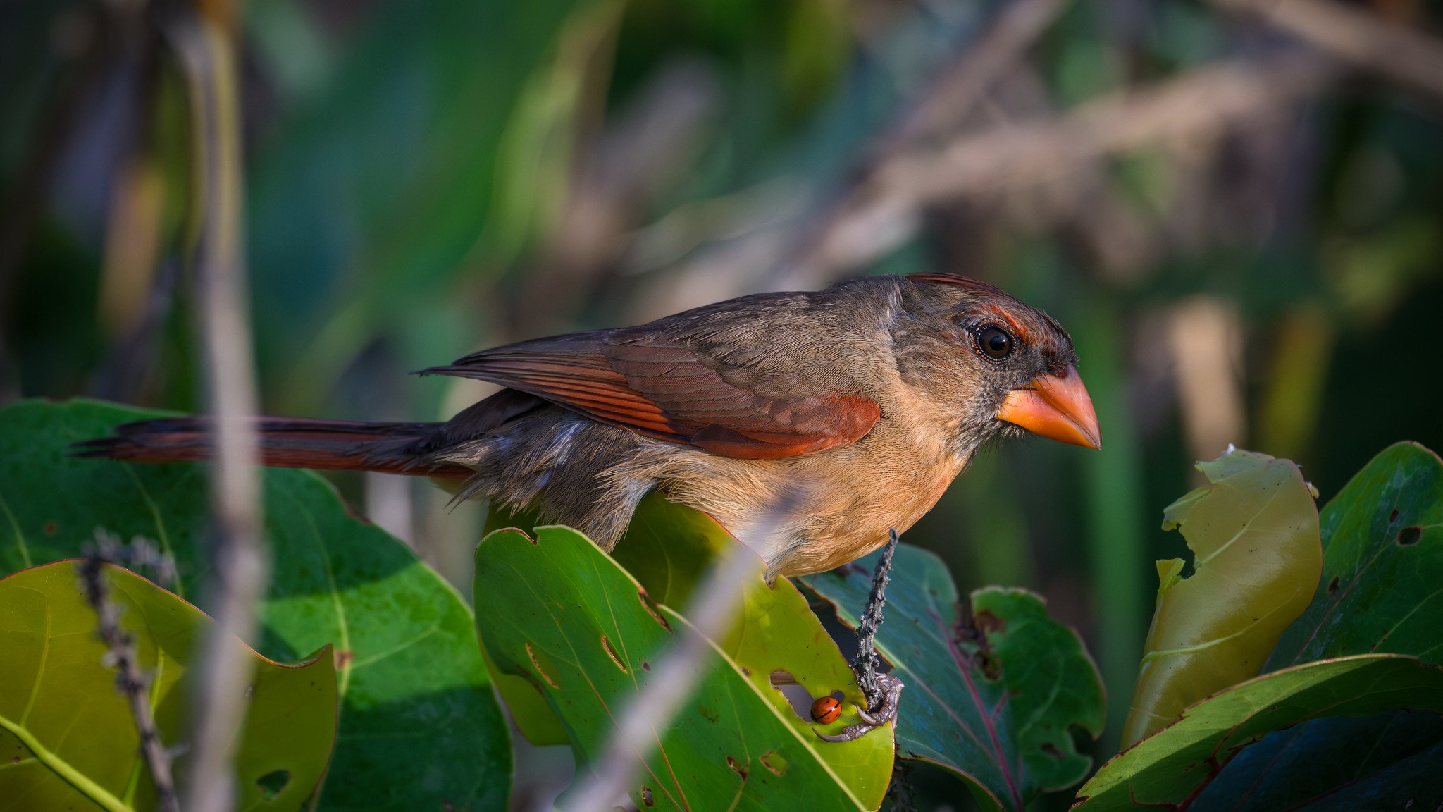 Northern Cardinal