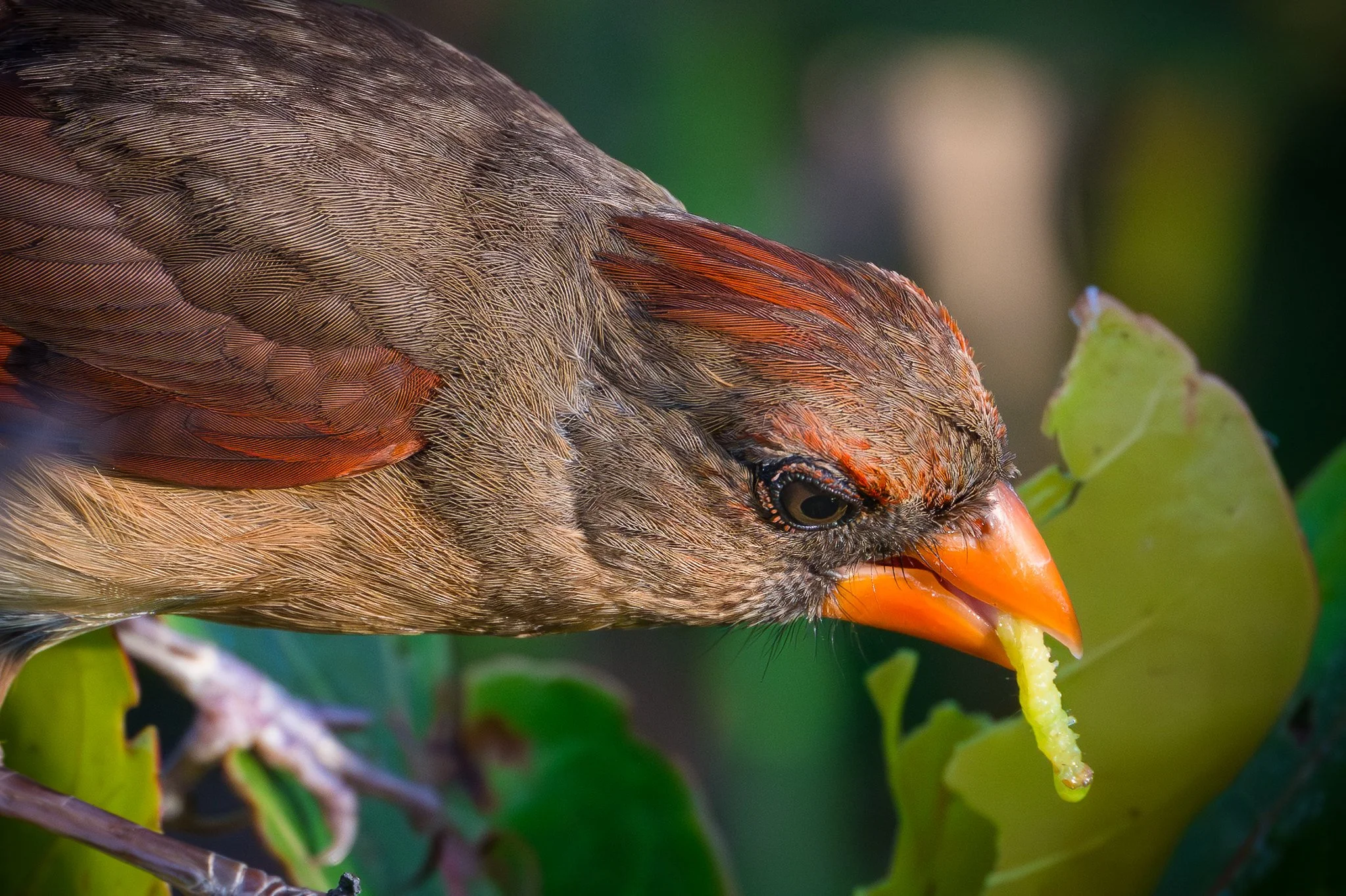 Northern Cardinal