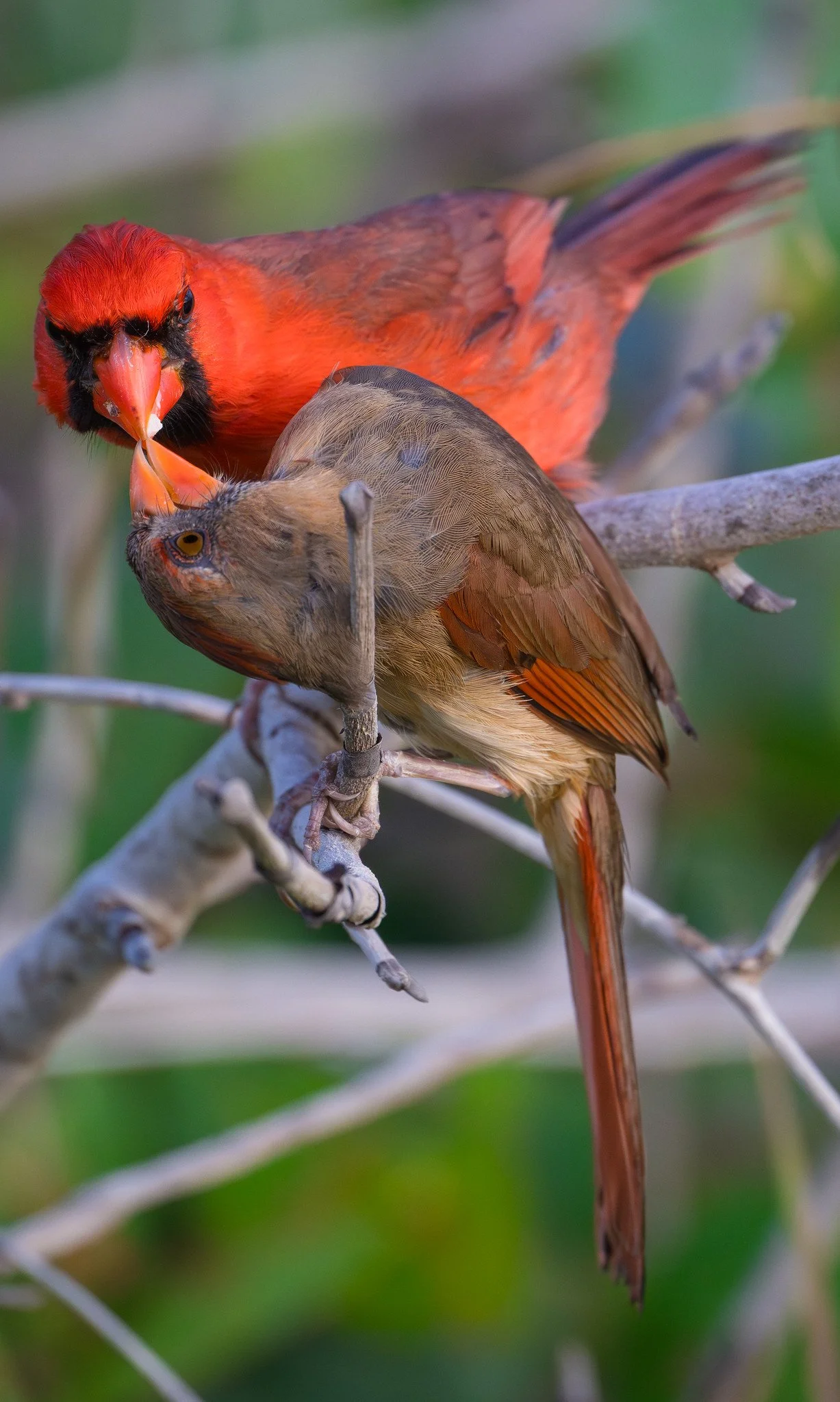 Northern Cardinals