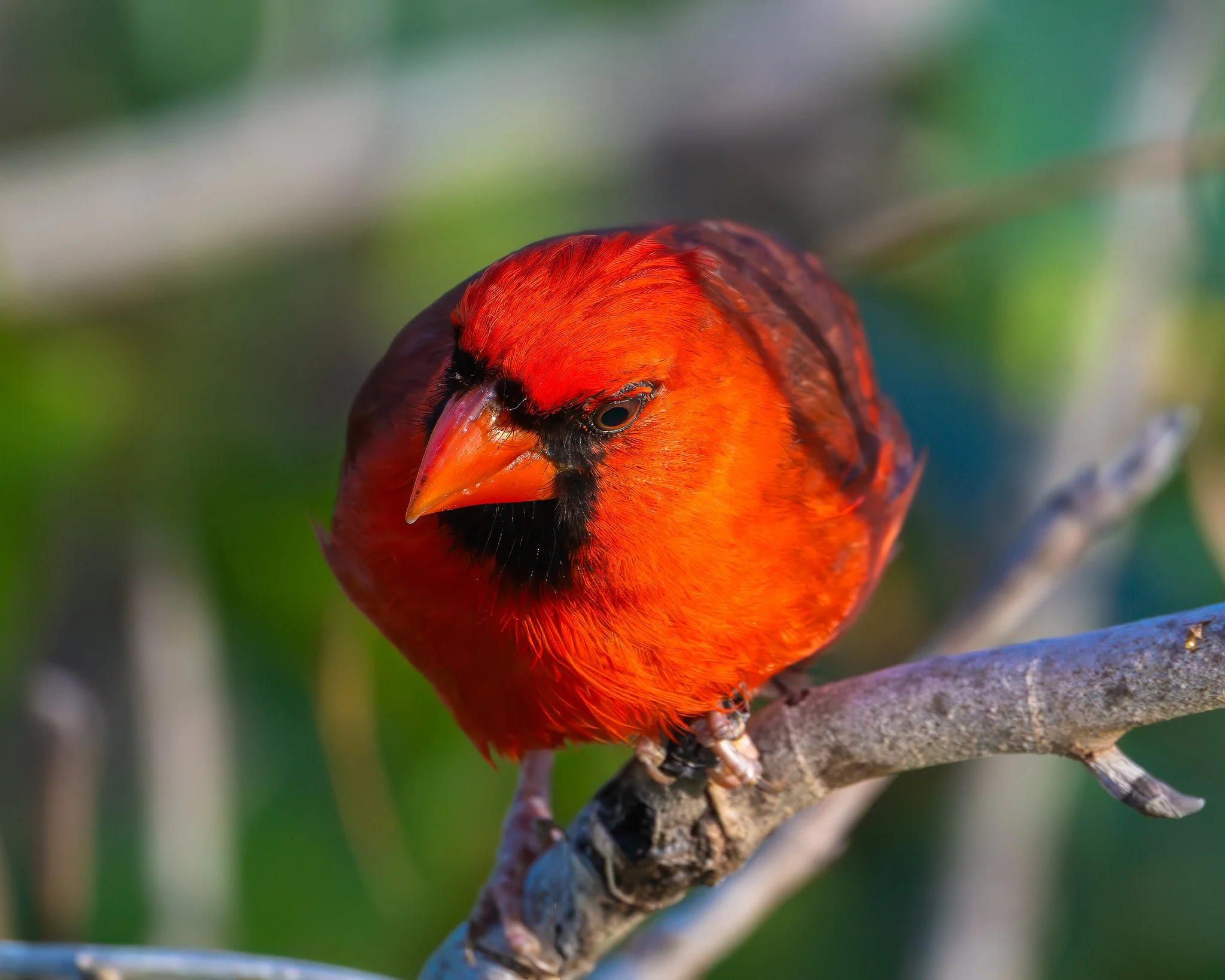 Northern Cardinal