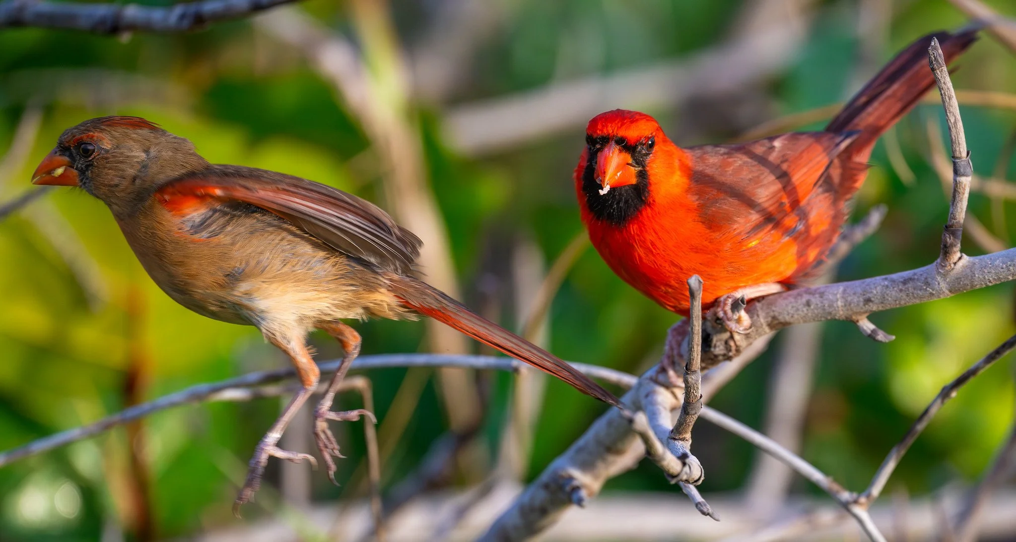 Northern Cardinals
