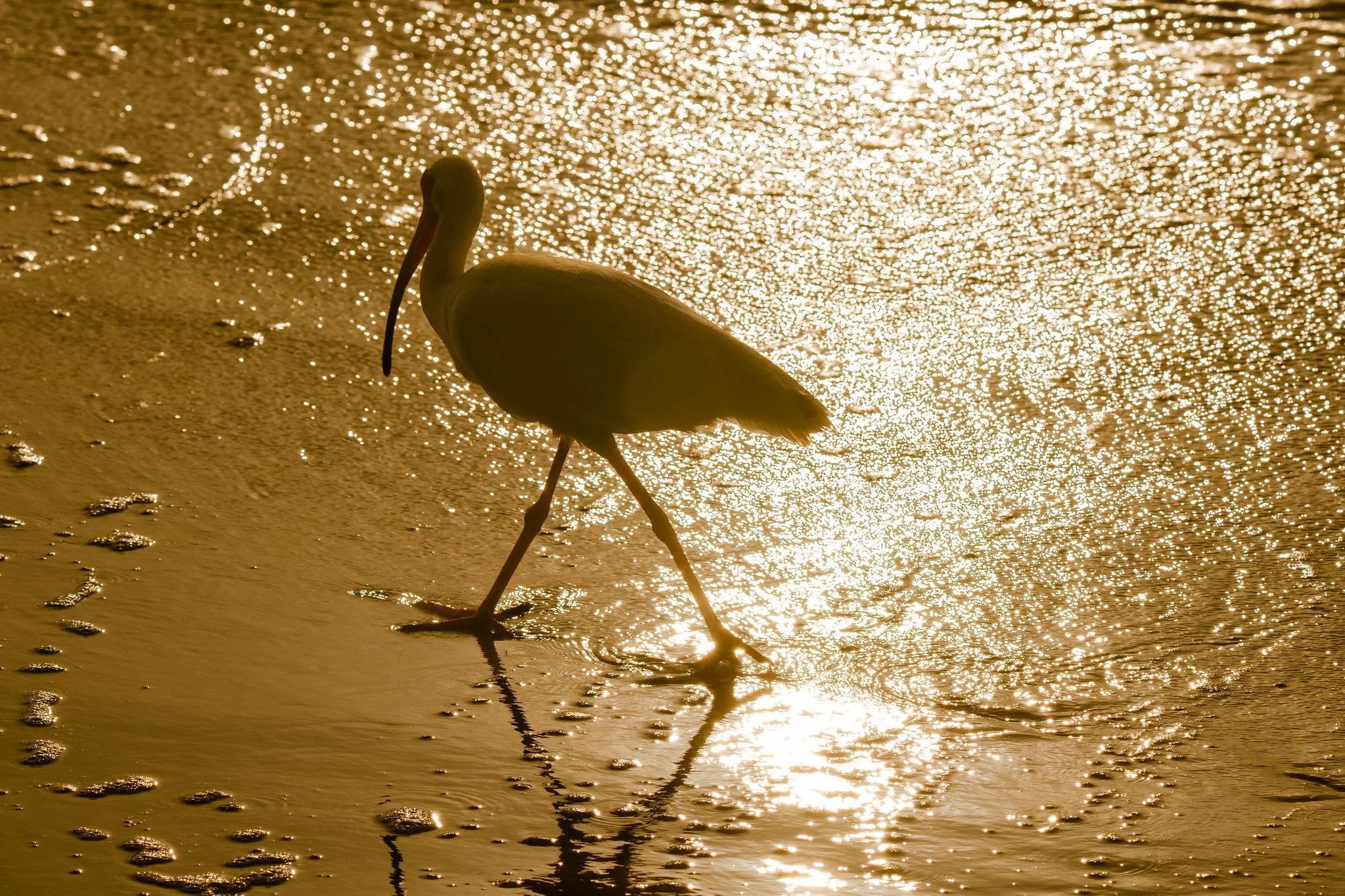 White Ibis