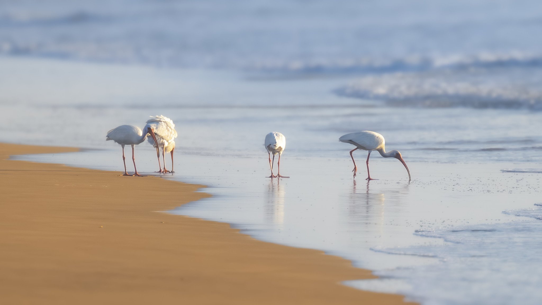 White Ibis
