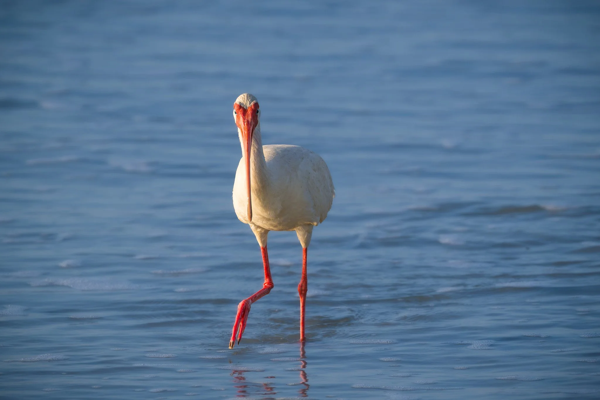 White Ibis