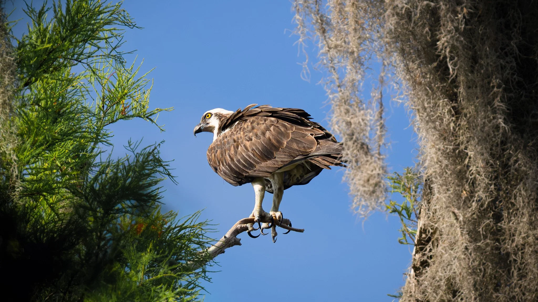 Osprey
