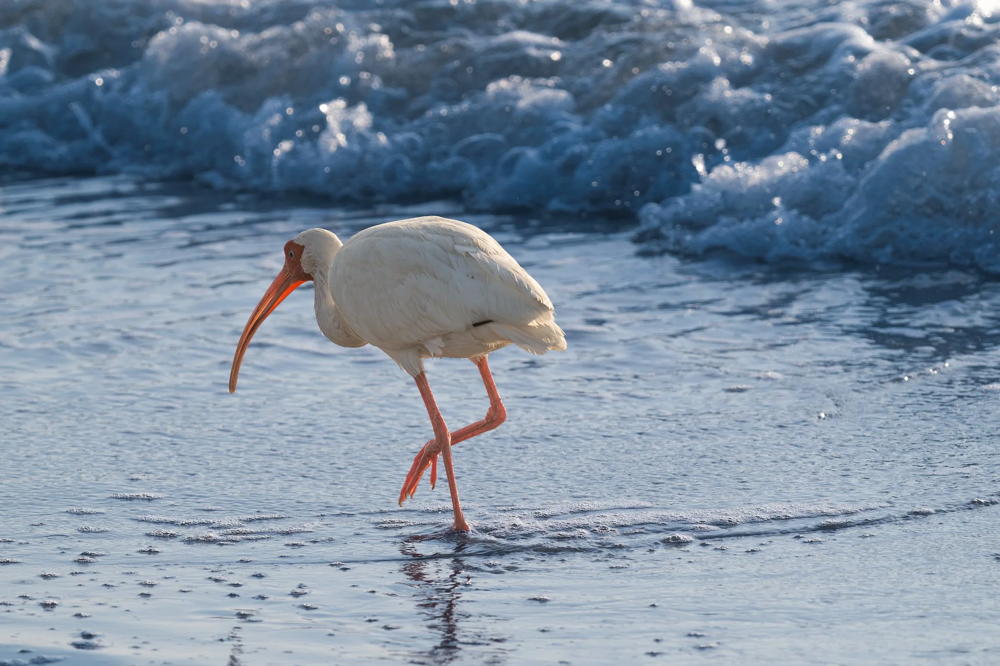 White Ibis