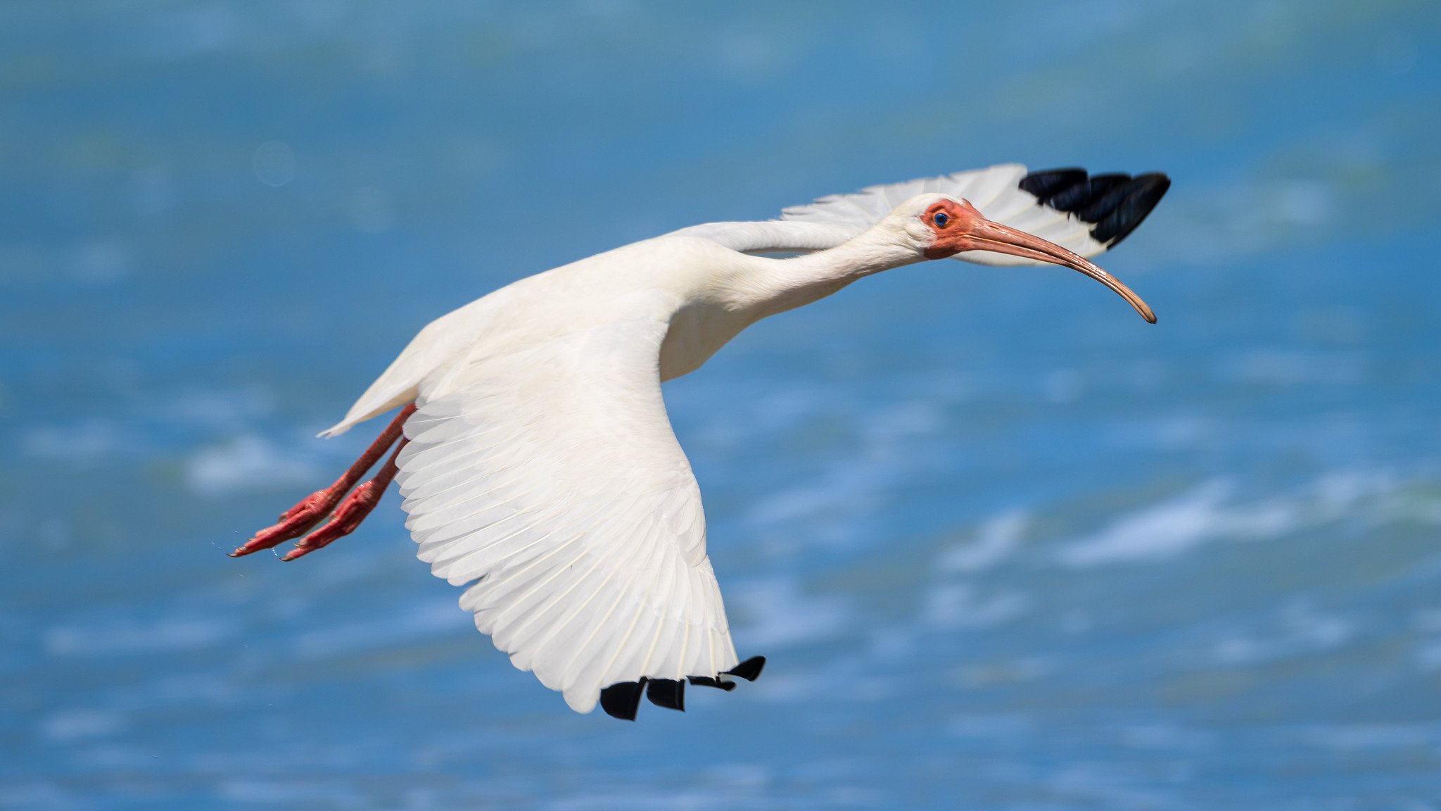 White Ibis