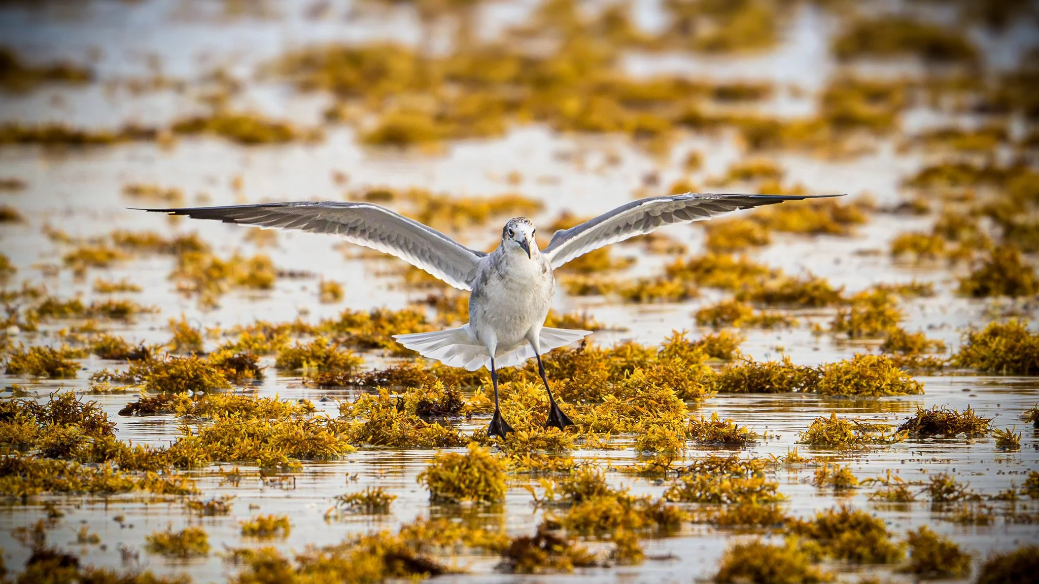 Laughing Gull