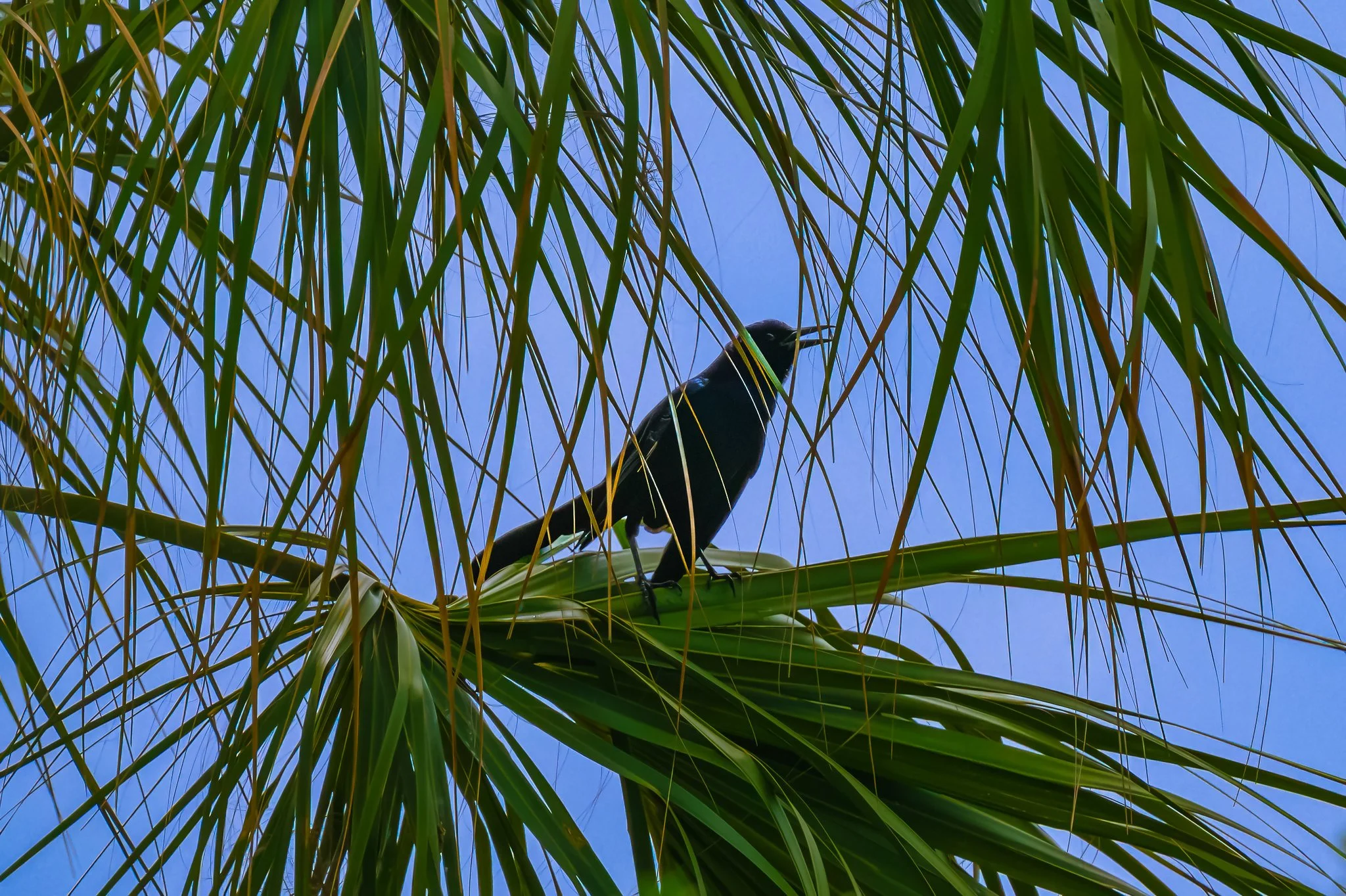 Boat-Tailed Grackle