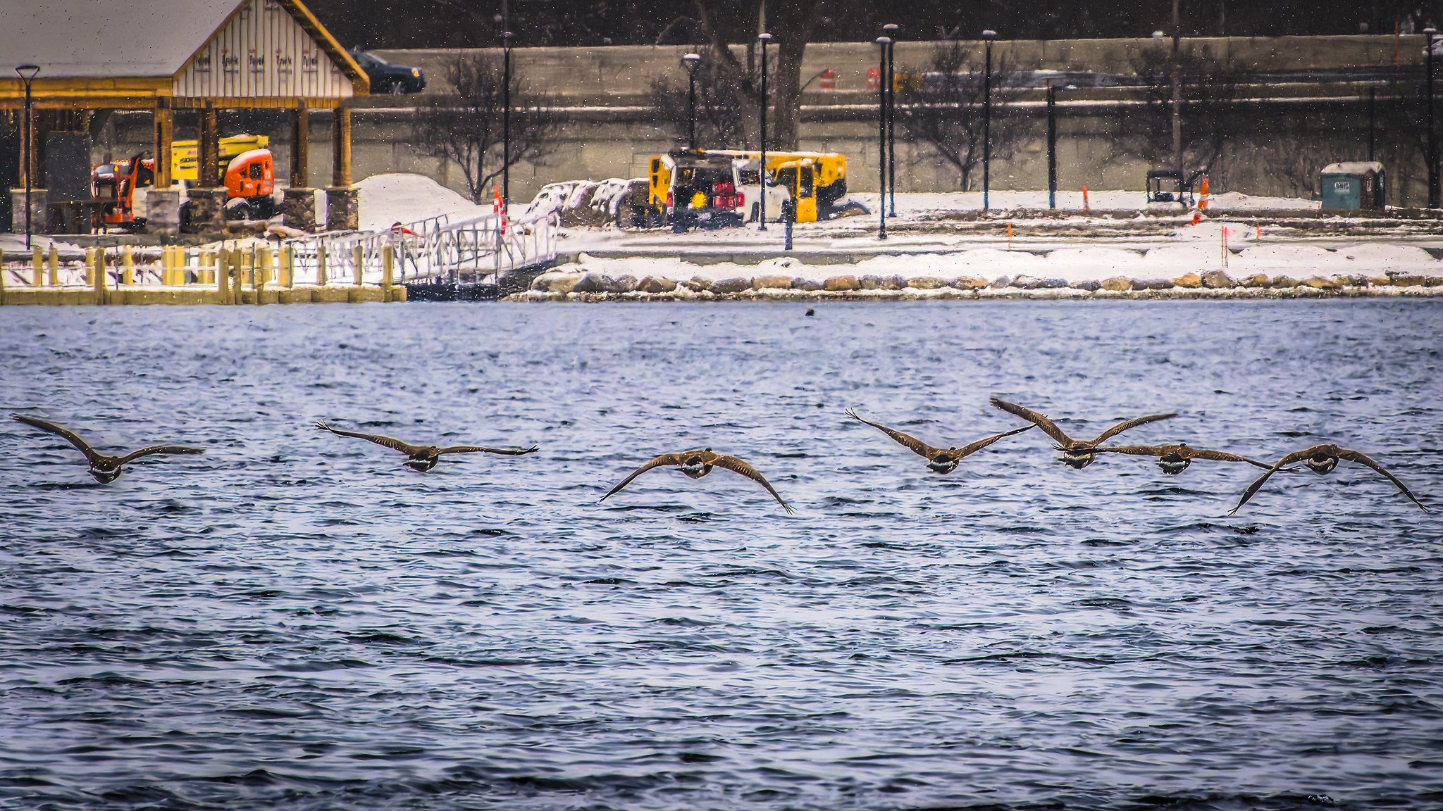 Canada Goose