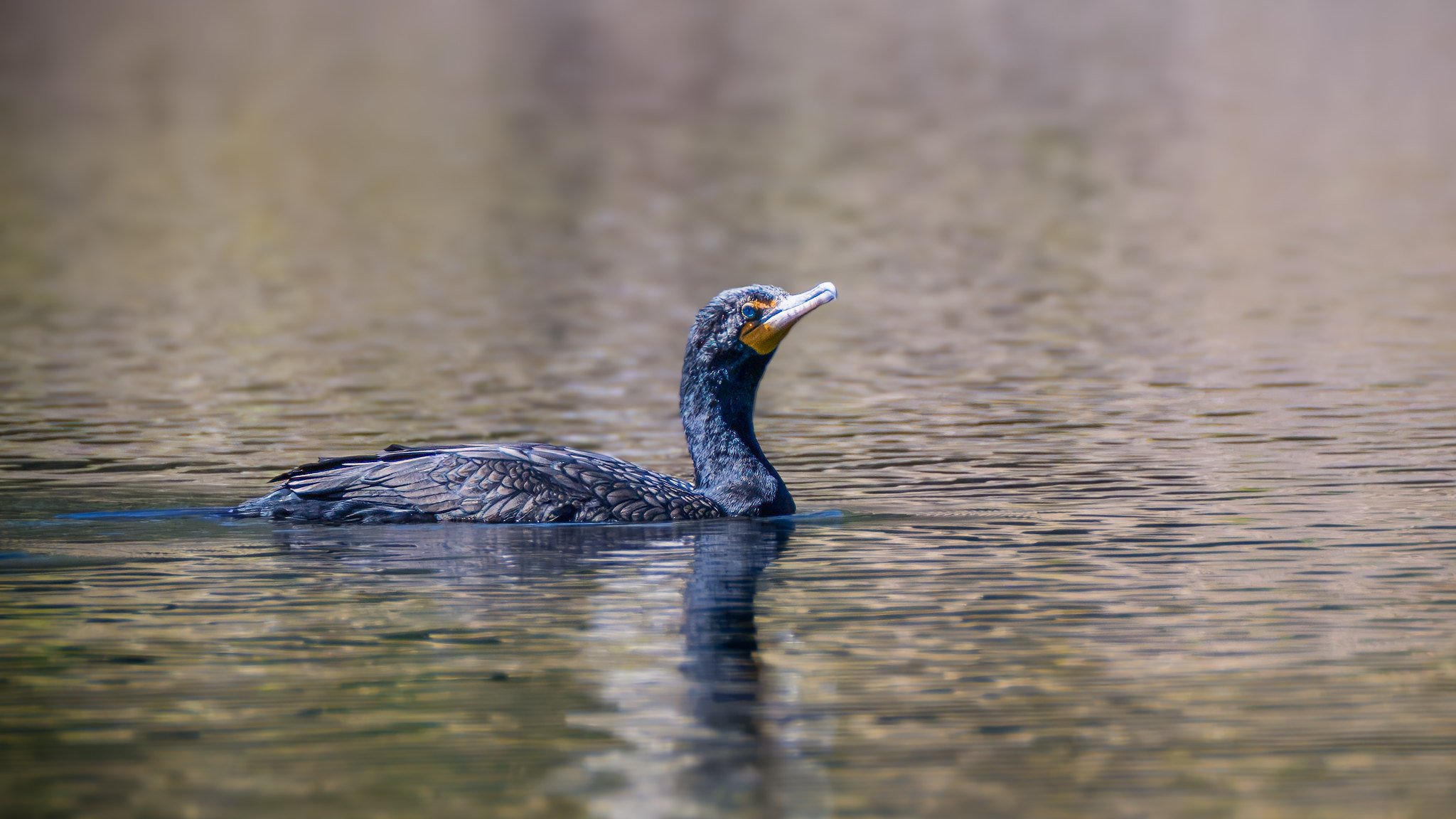 Double Crested Cormorant