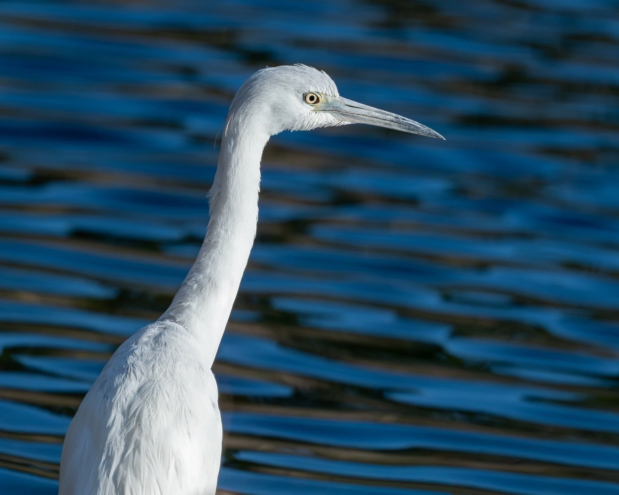 Little Blue Heron