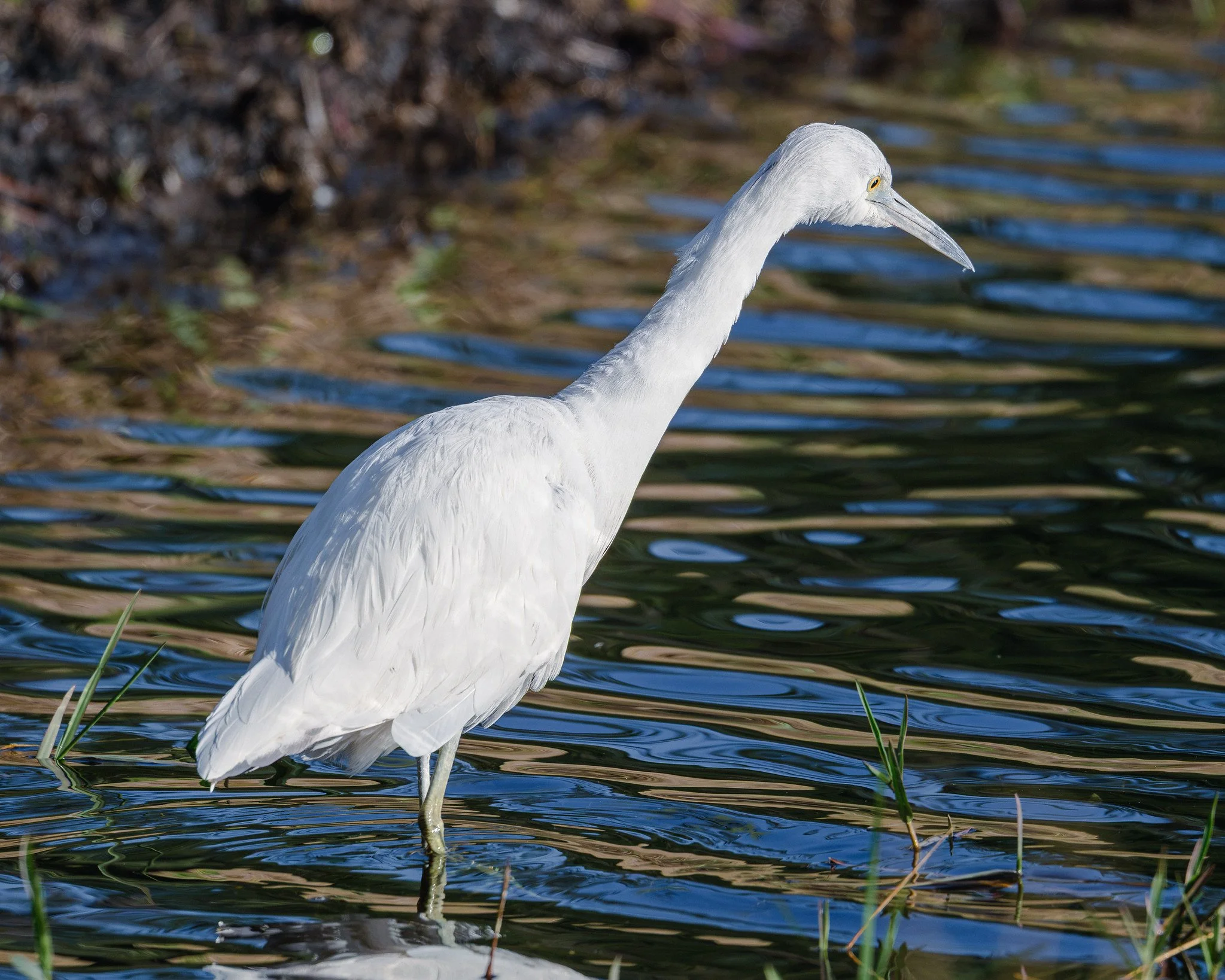 Little Blue Heron