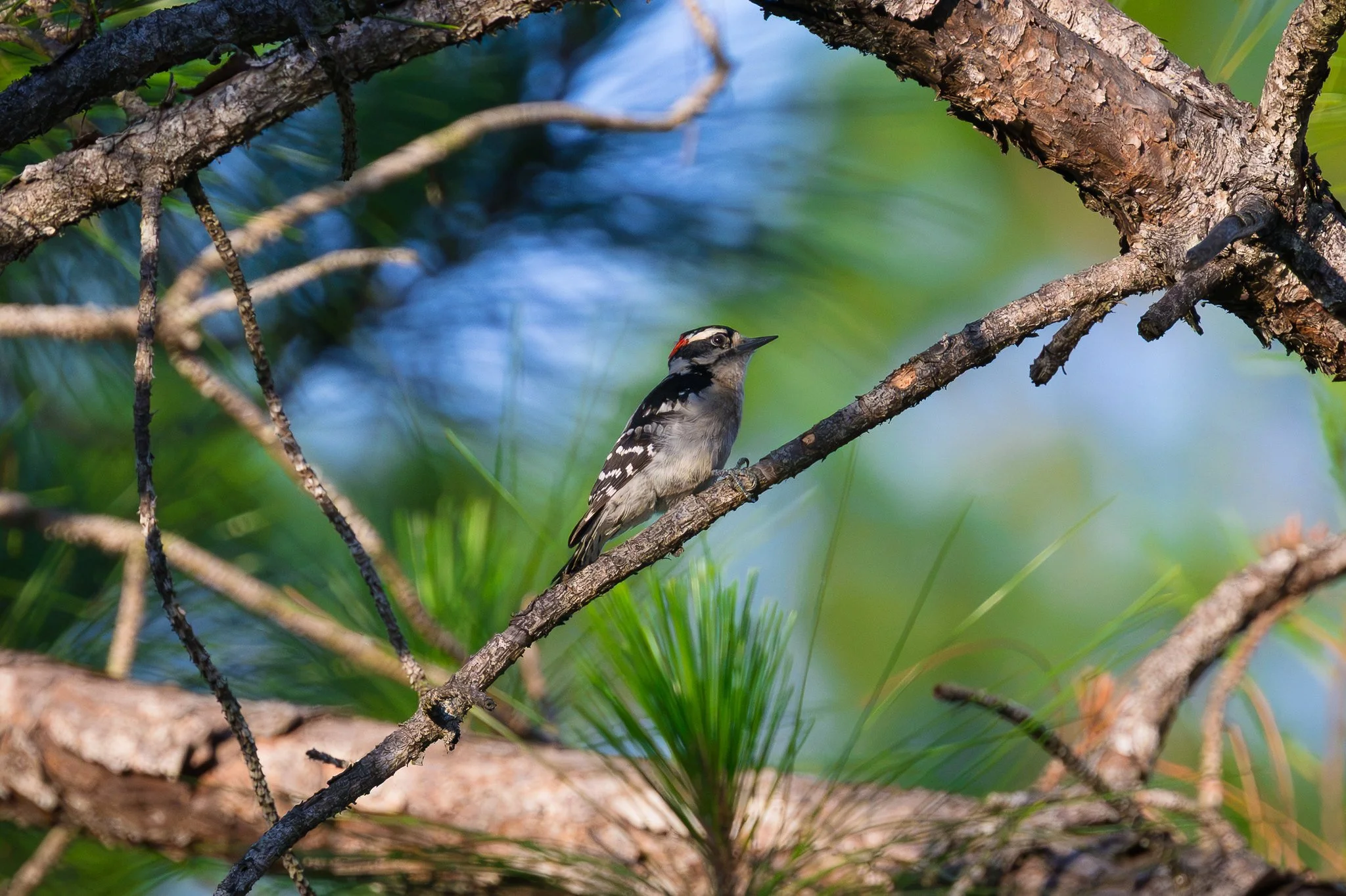 Downy Woodpecker