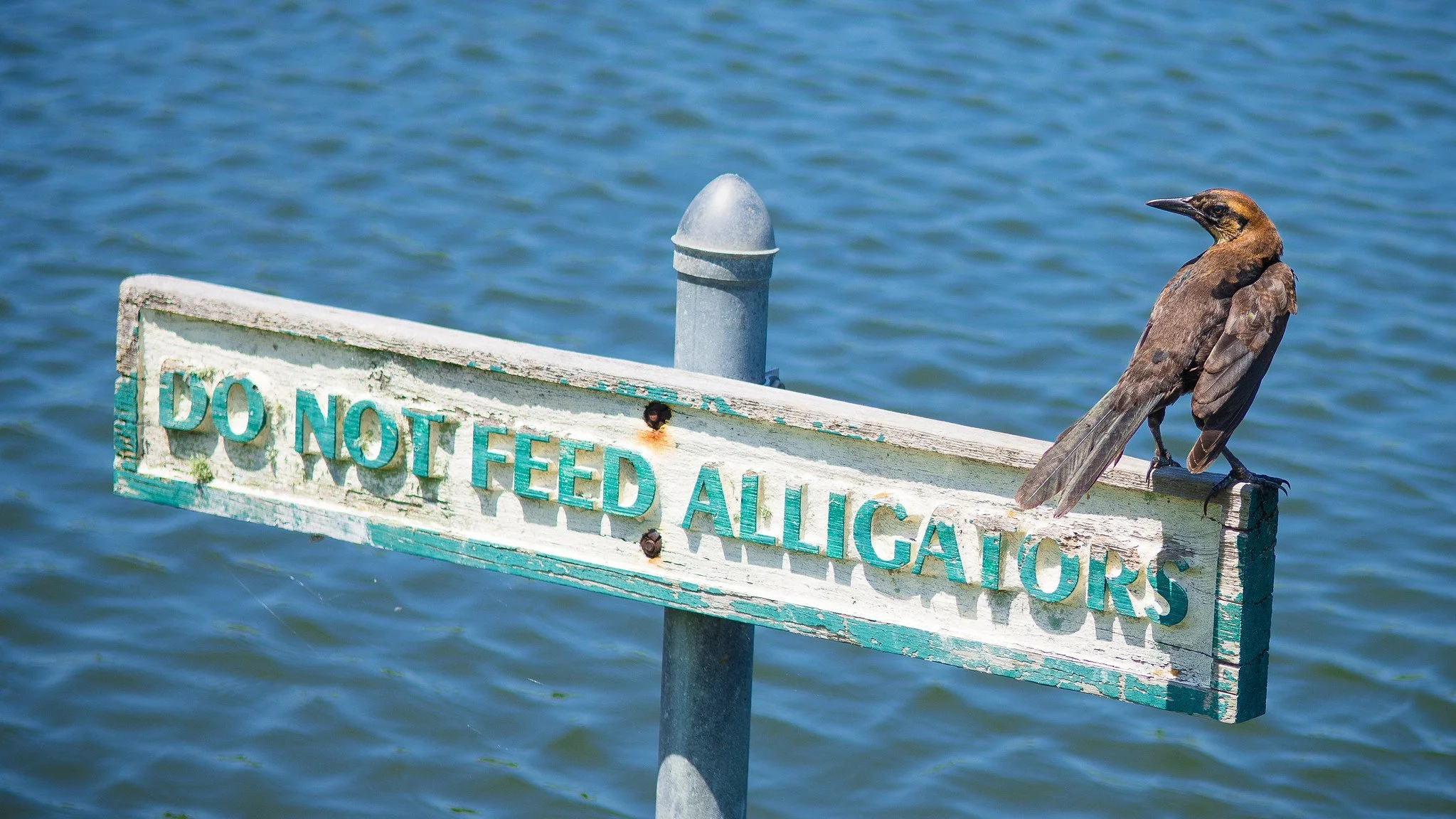 Boat-tailed Grackle