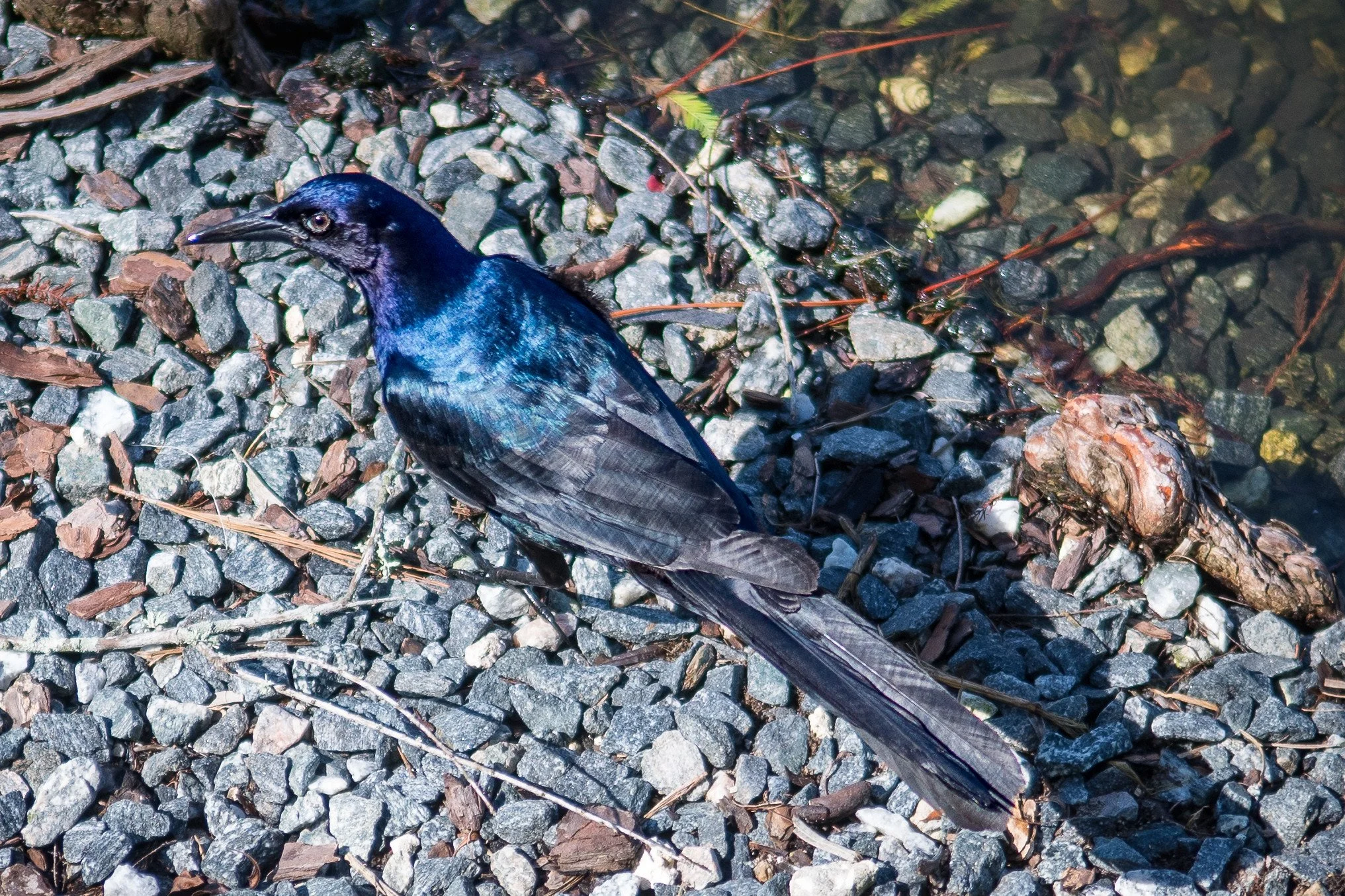 Boat-tailed Grackle