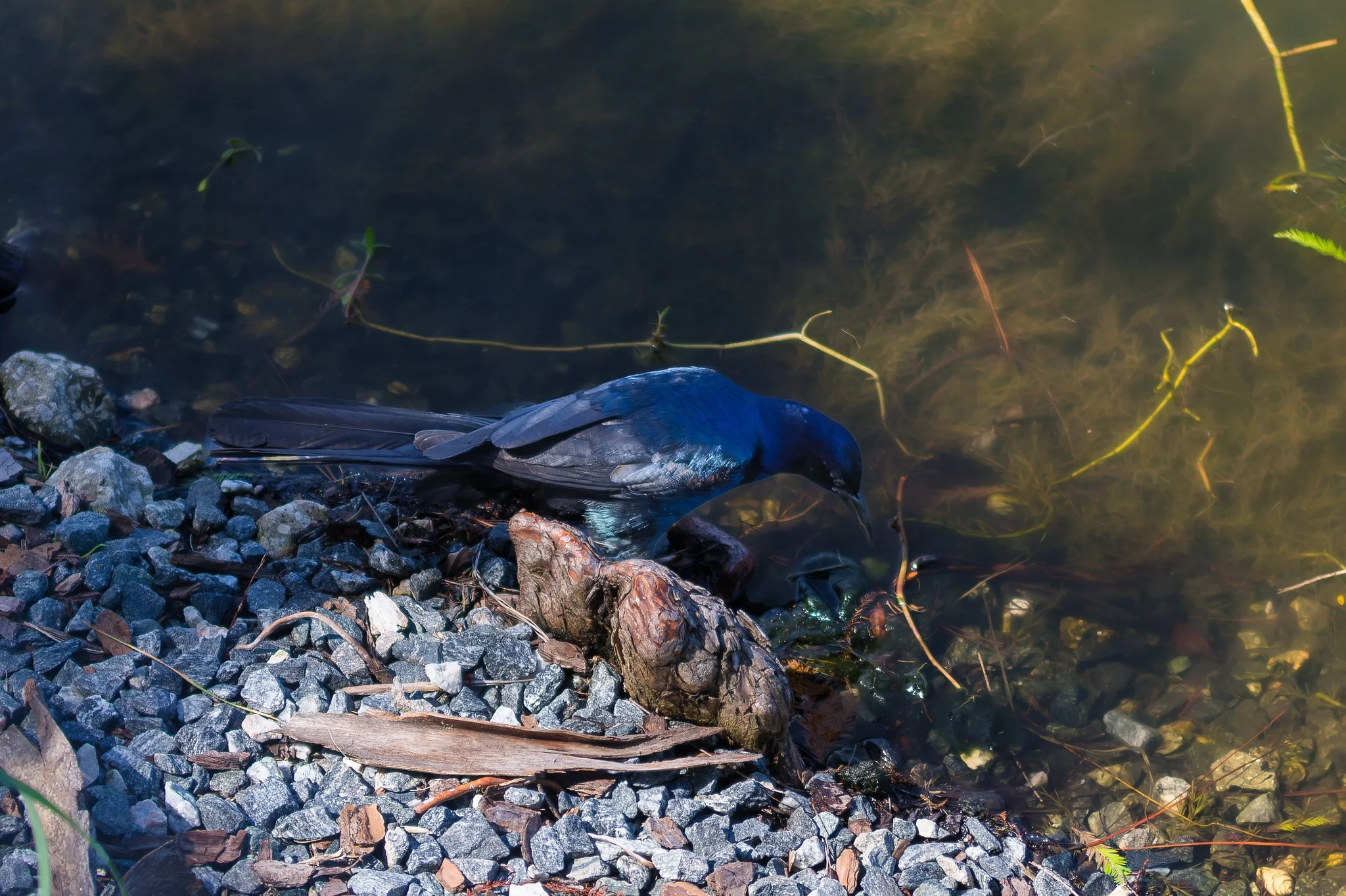 Boat-tailed Grackle