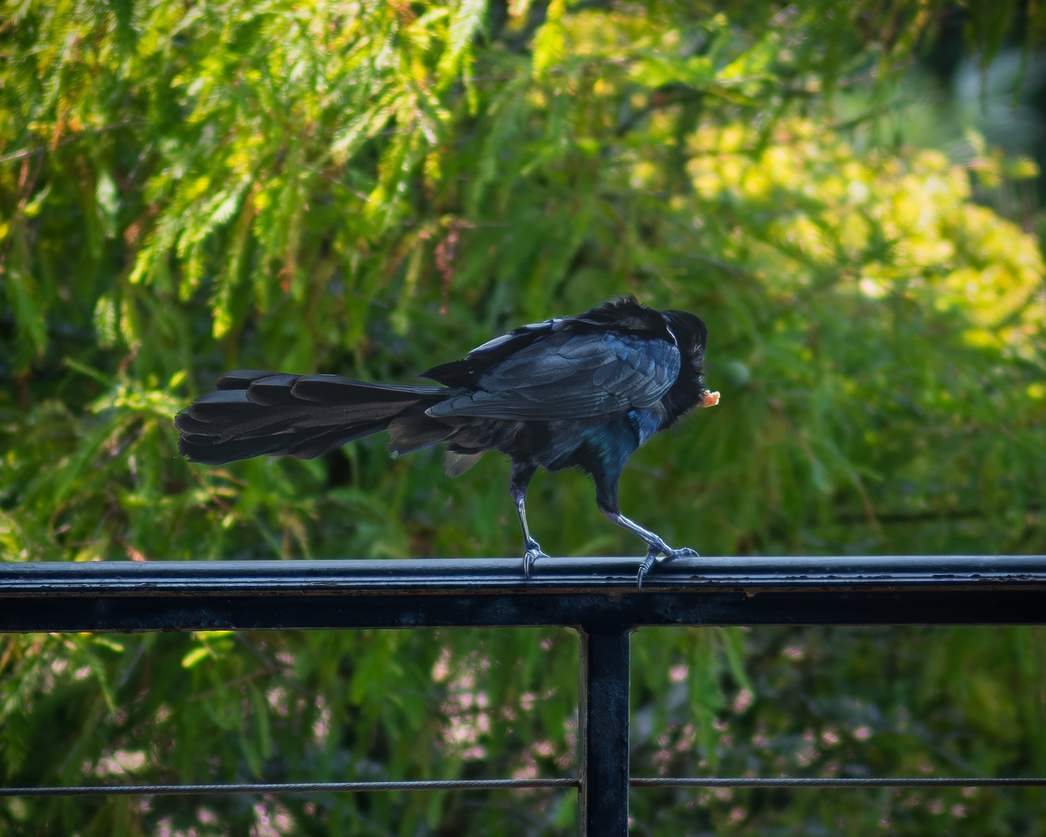 Boat-tailed Grackle