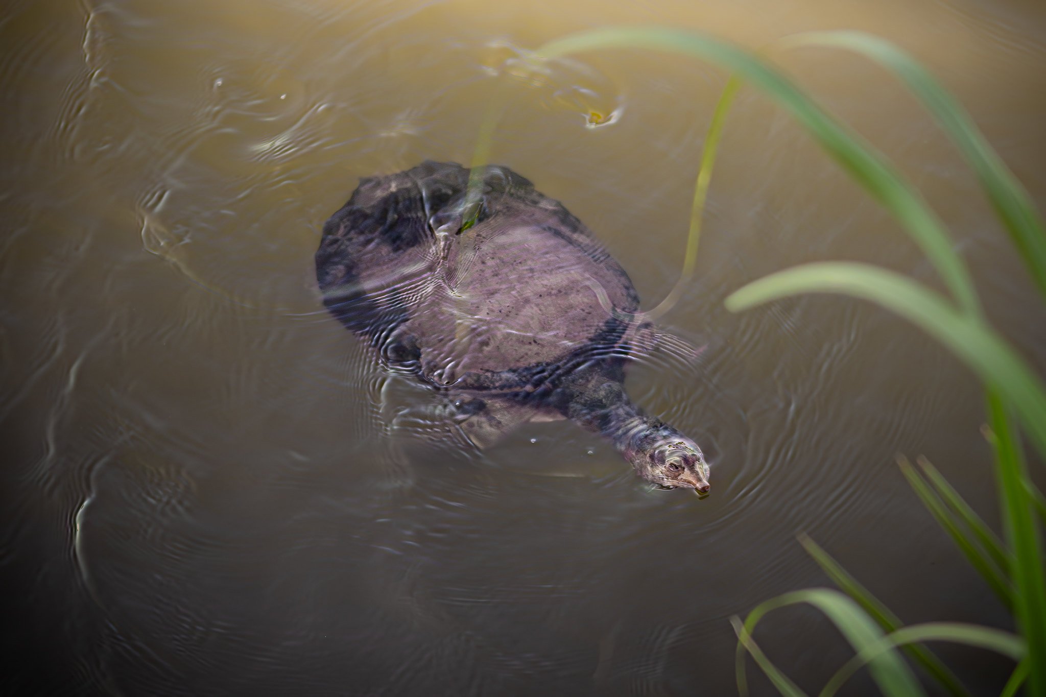 Florida Softshell Turtle