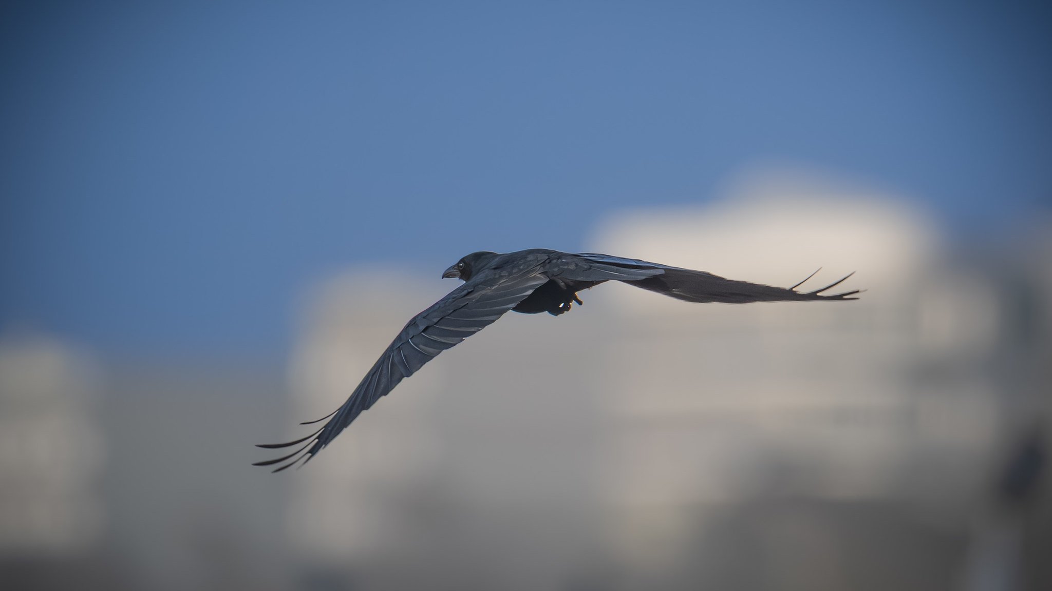 Fish Crow