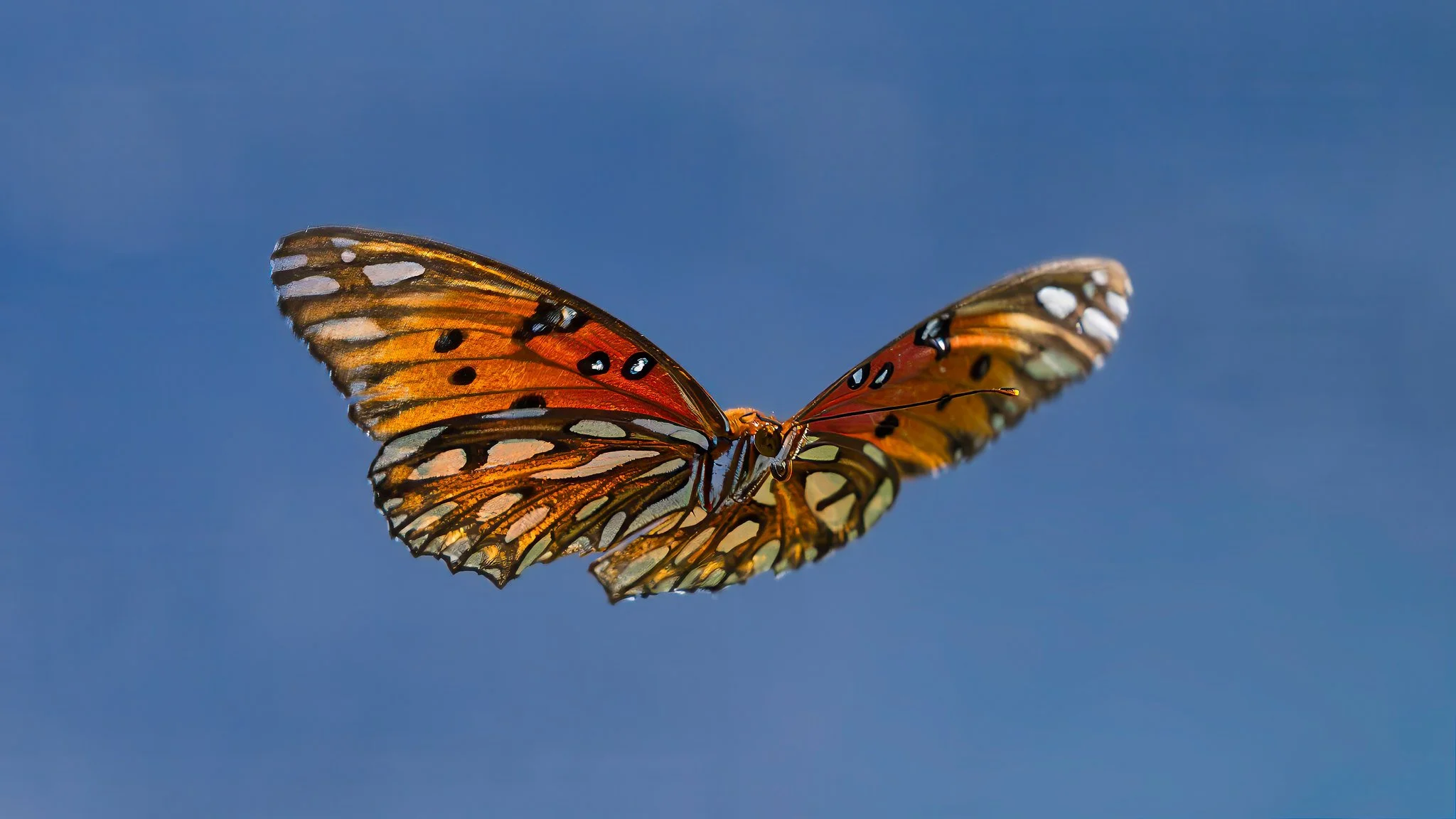 Gulf Fritillary