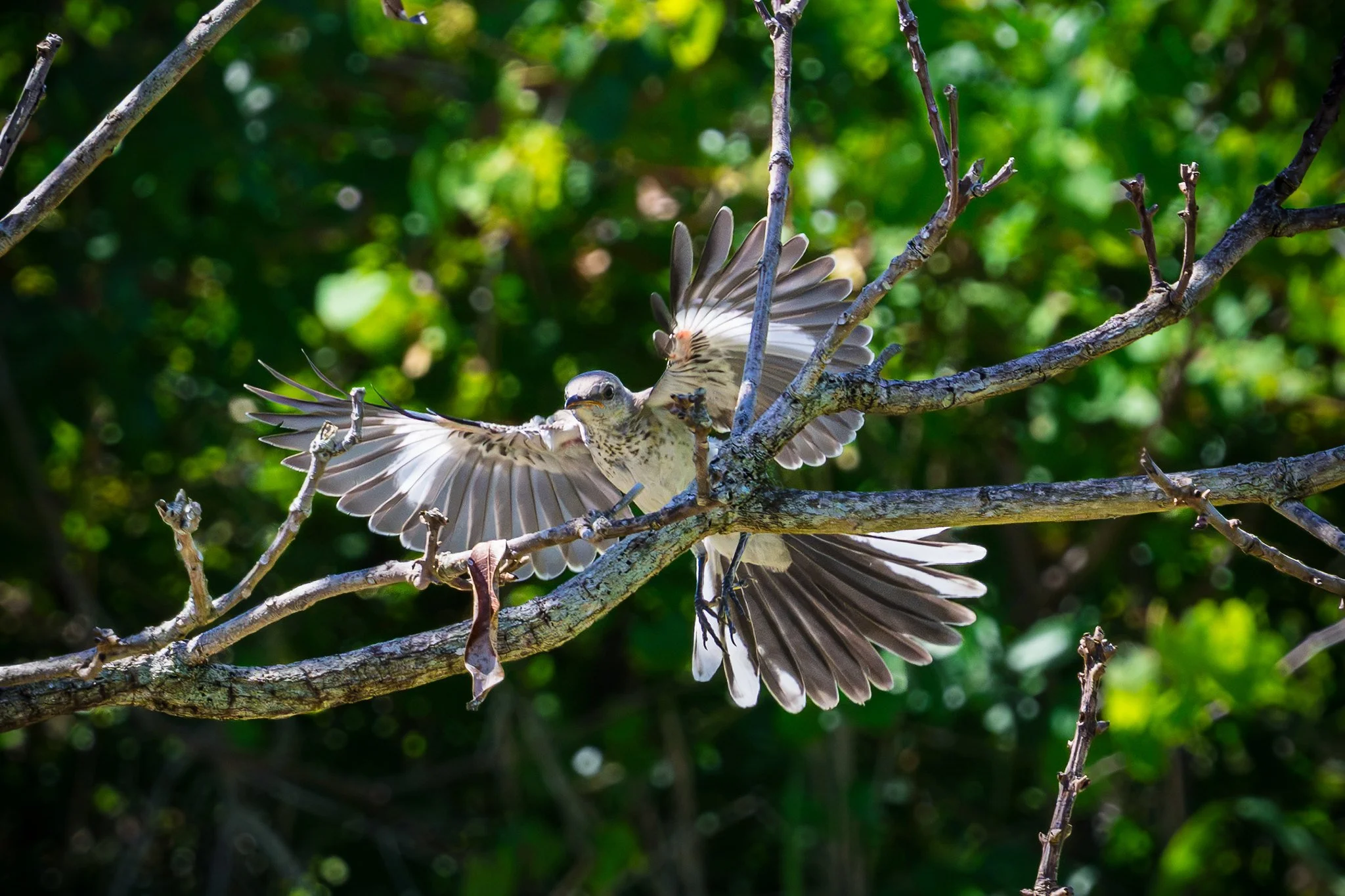 Northern Mockingbird