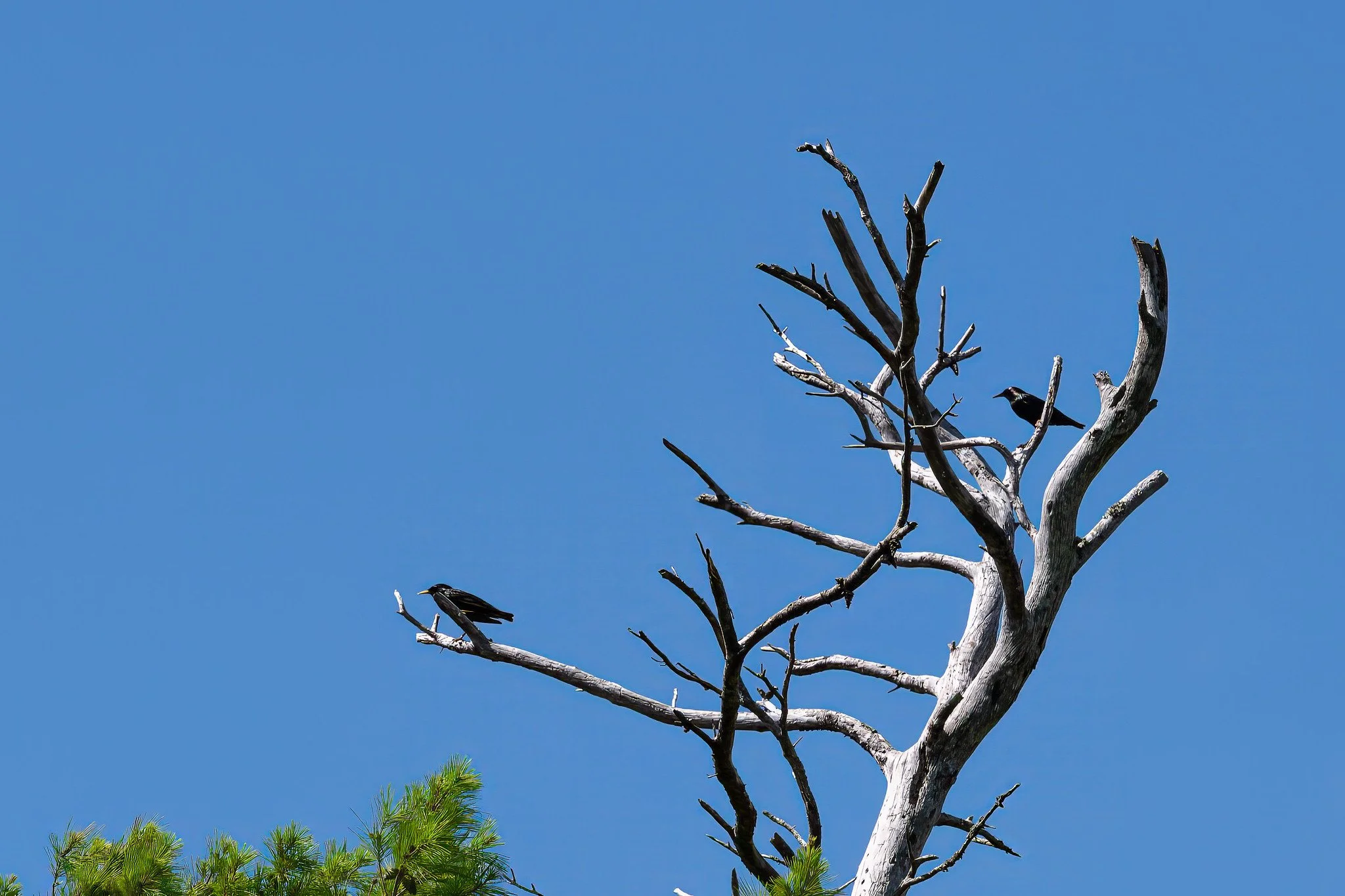 Common Starling