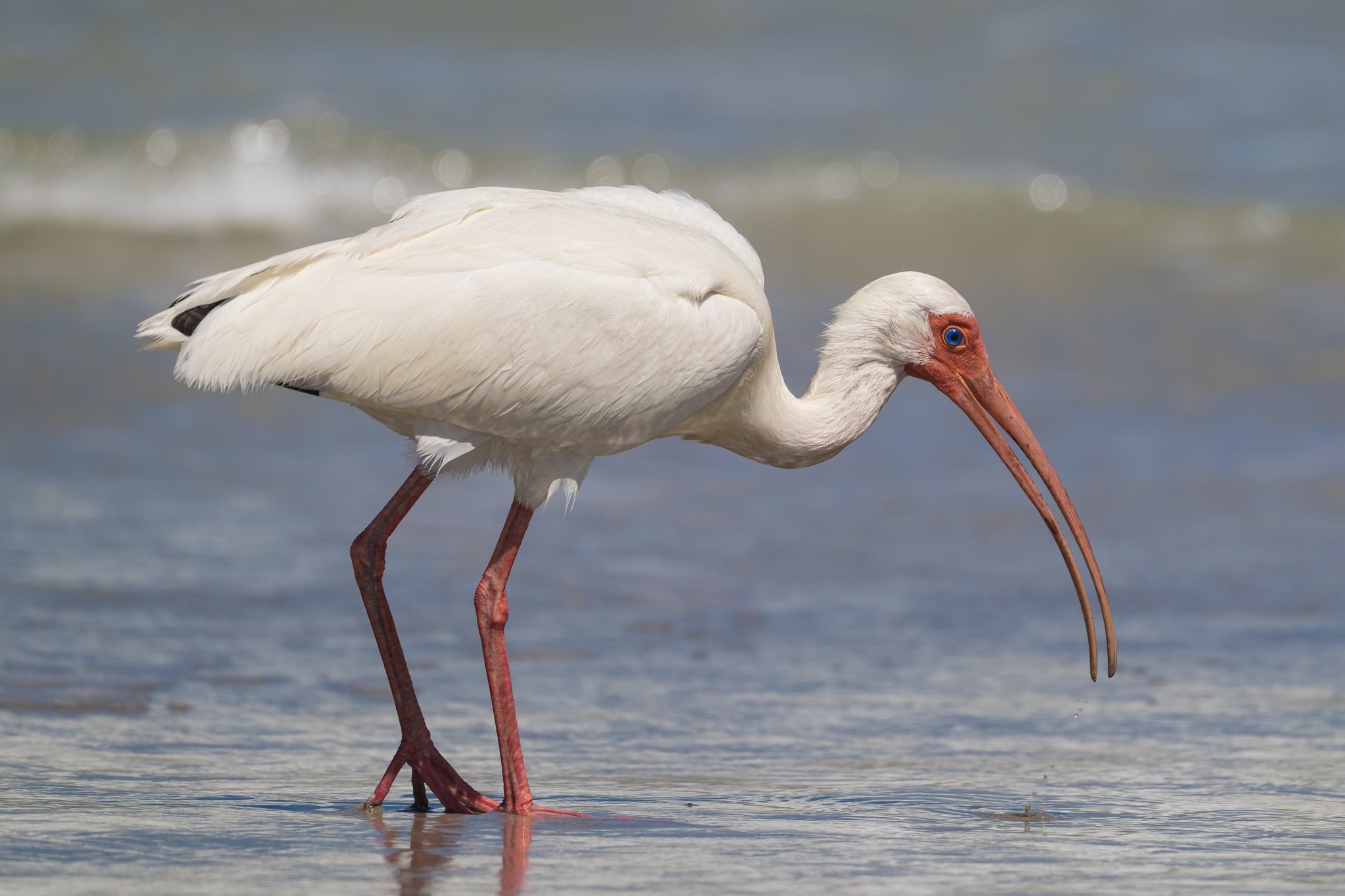 White Ibis