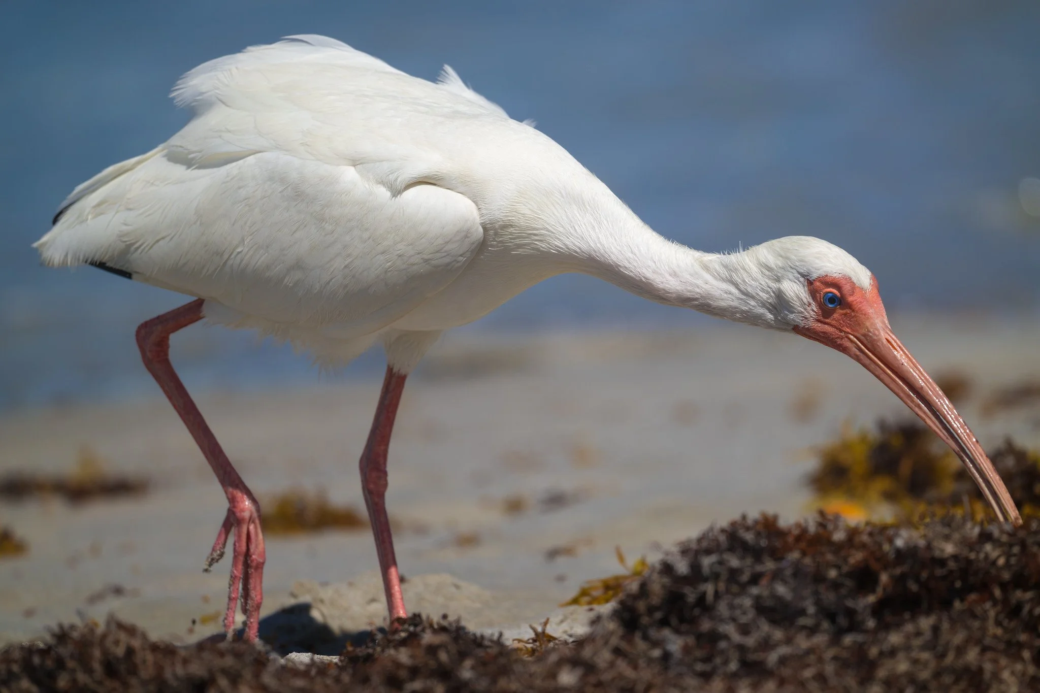 White Ibis