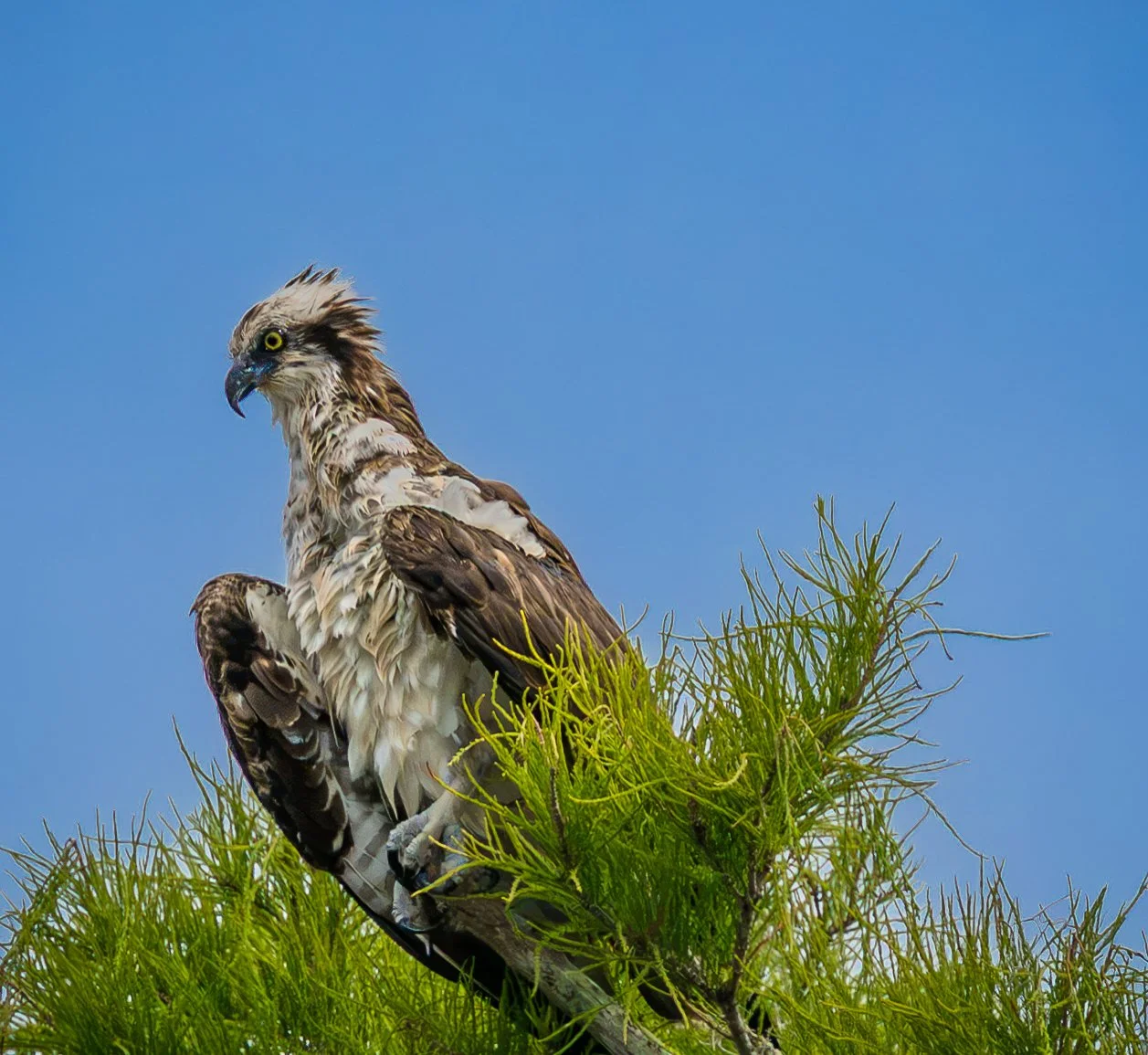 American Osprey