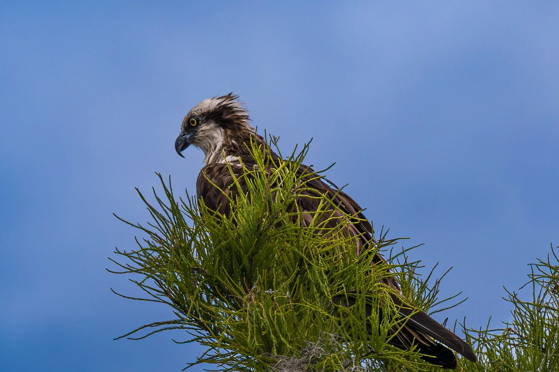 American Osprey