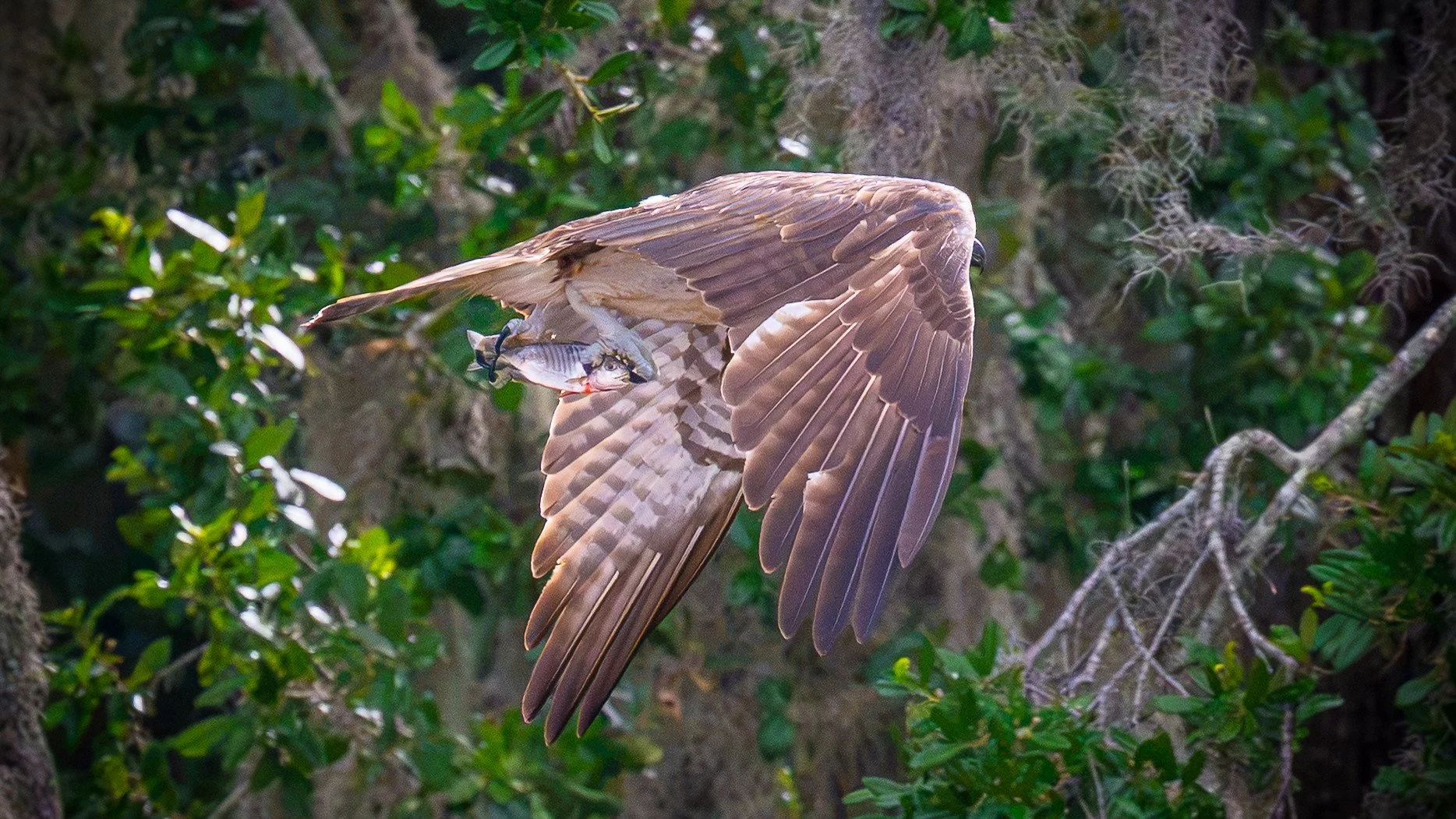 American Osprey