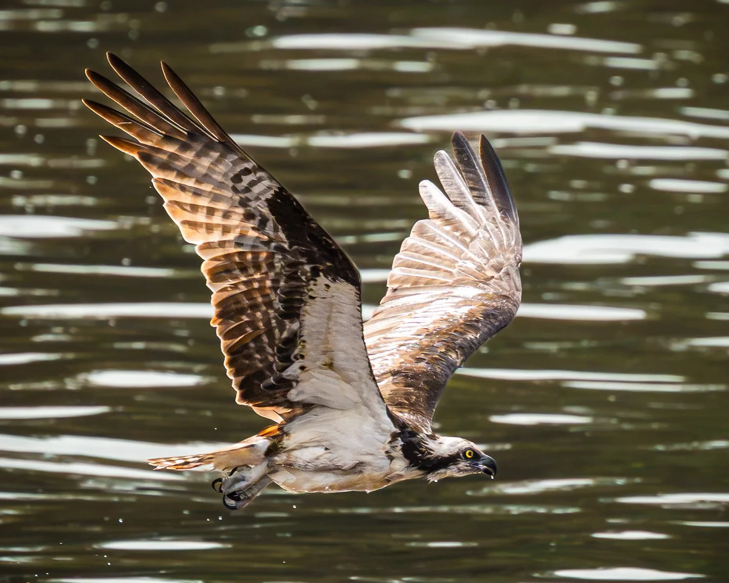 American Osprey