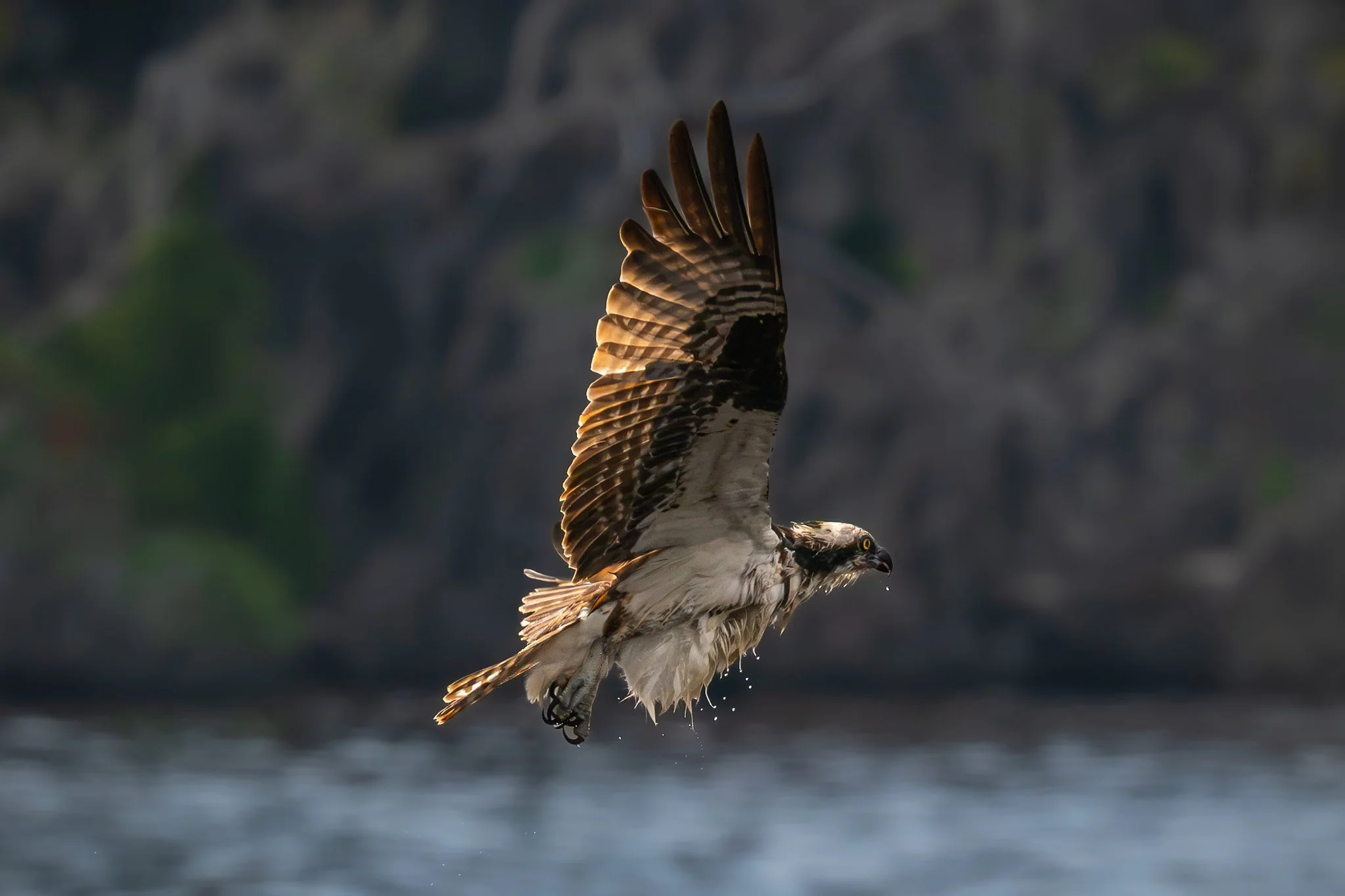 American Osprey