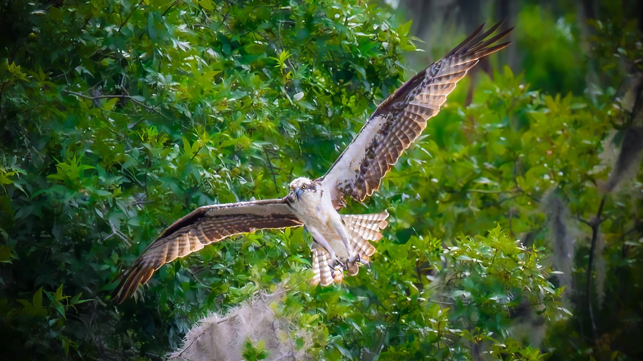 American Osprey